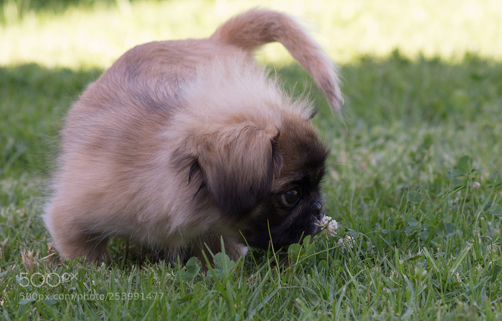 Nikon D7100 sample photo. Pickengese photography