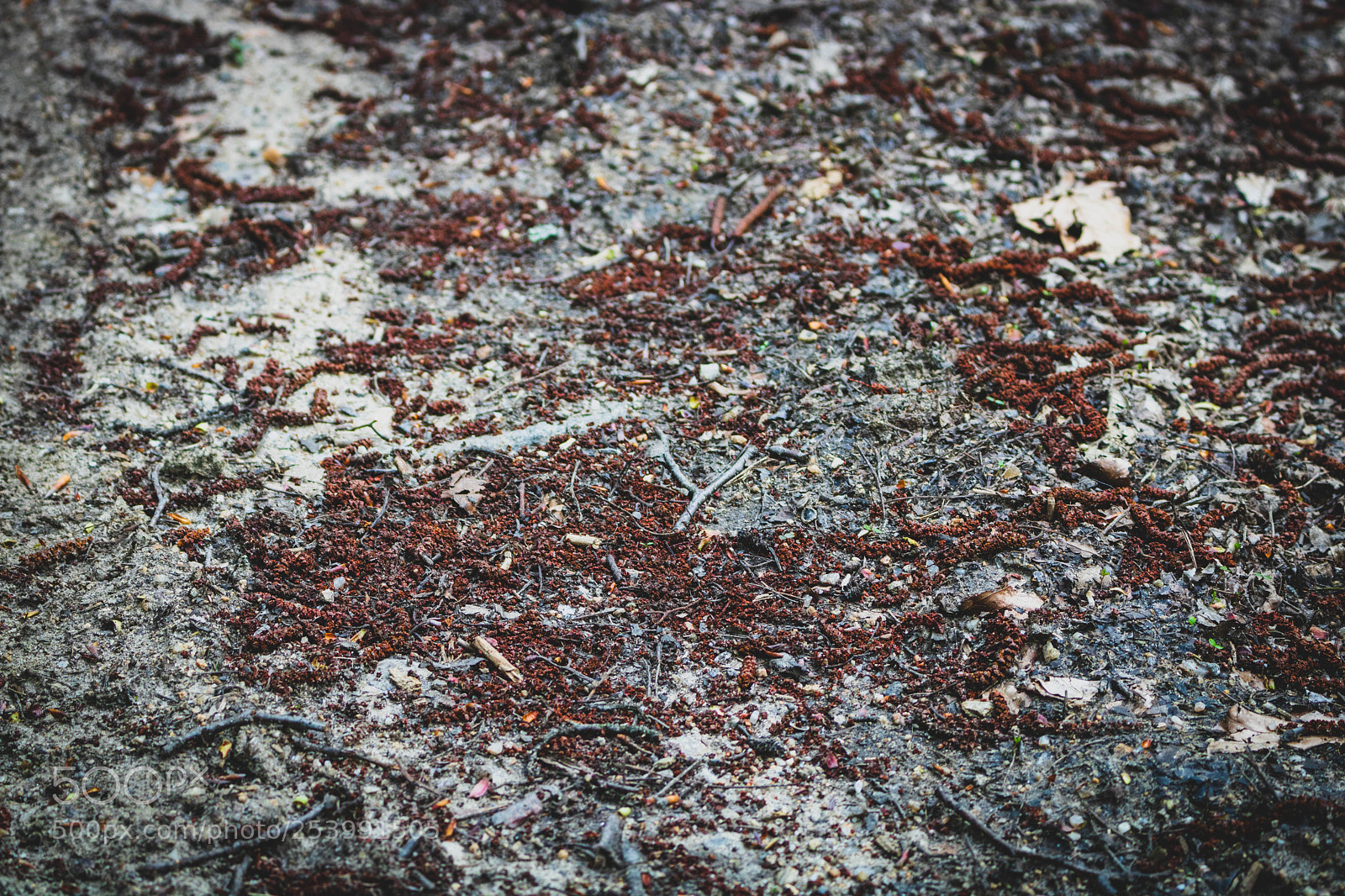 Canon EOS 750D (EOS Rebel T6i / EOS Kiss X8i) sample photo. Floor photography