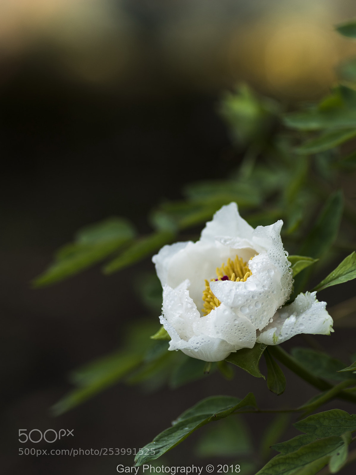 Nikon D810 sample photo. 国色天香peony-3 photography
