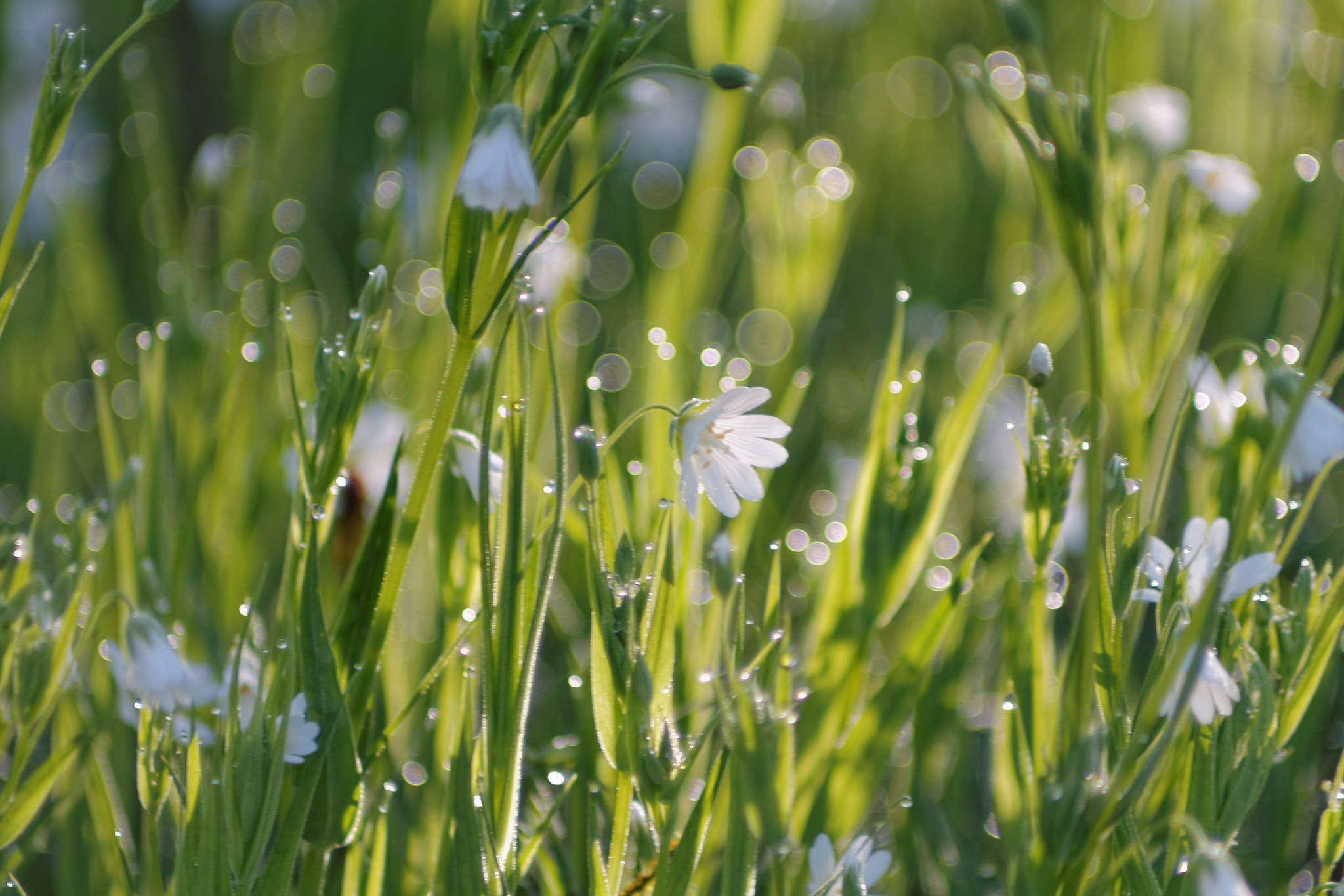 Canon EF 70-210mm f/4 sample photo. Spring photography