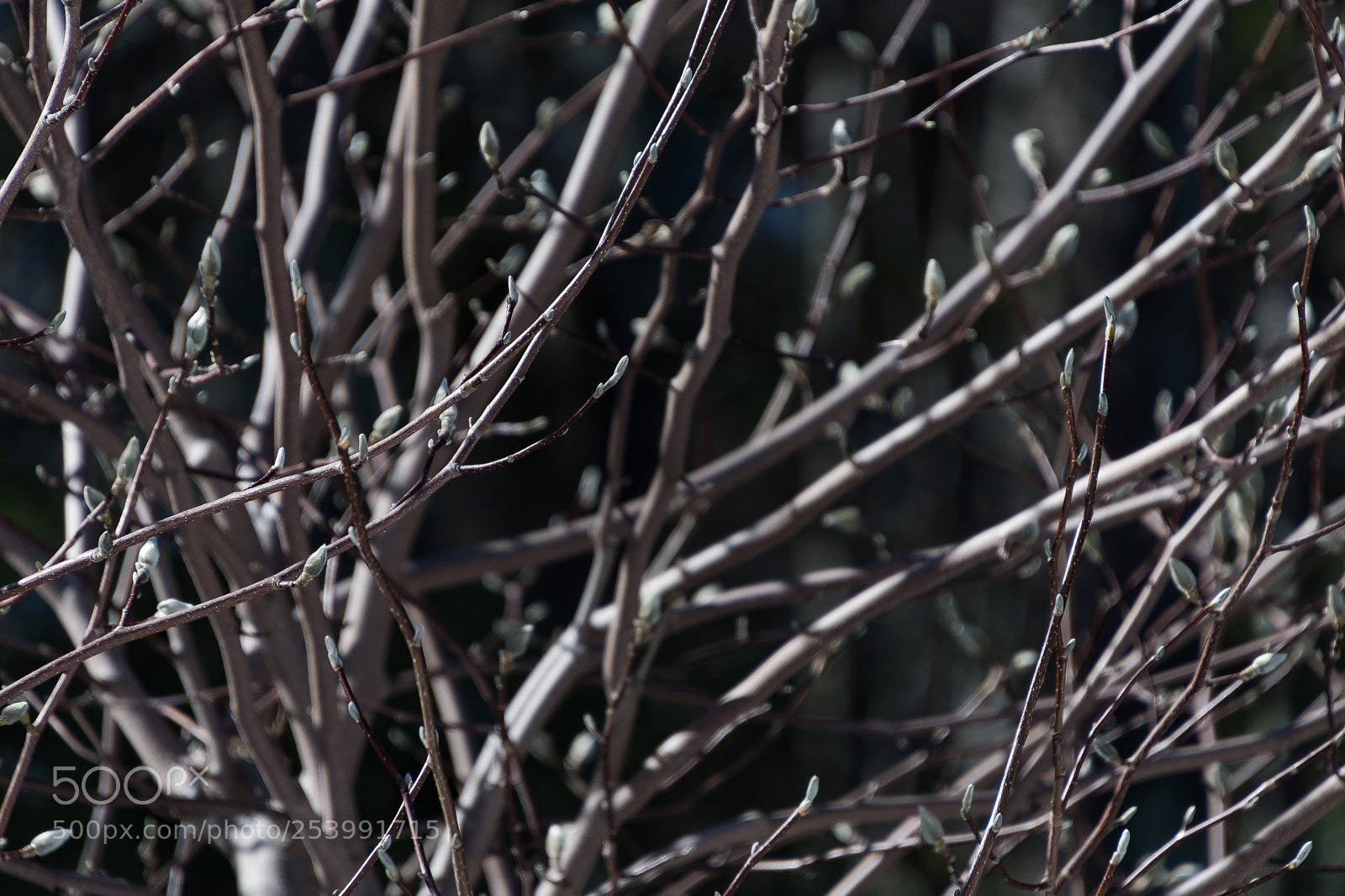 Nikon D500 sample photo. Through the branches photography