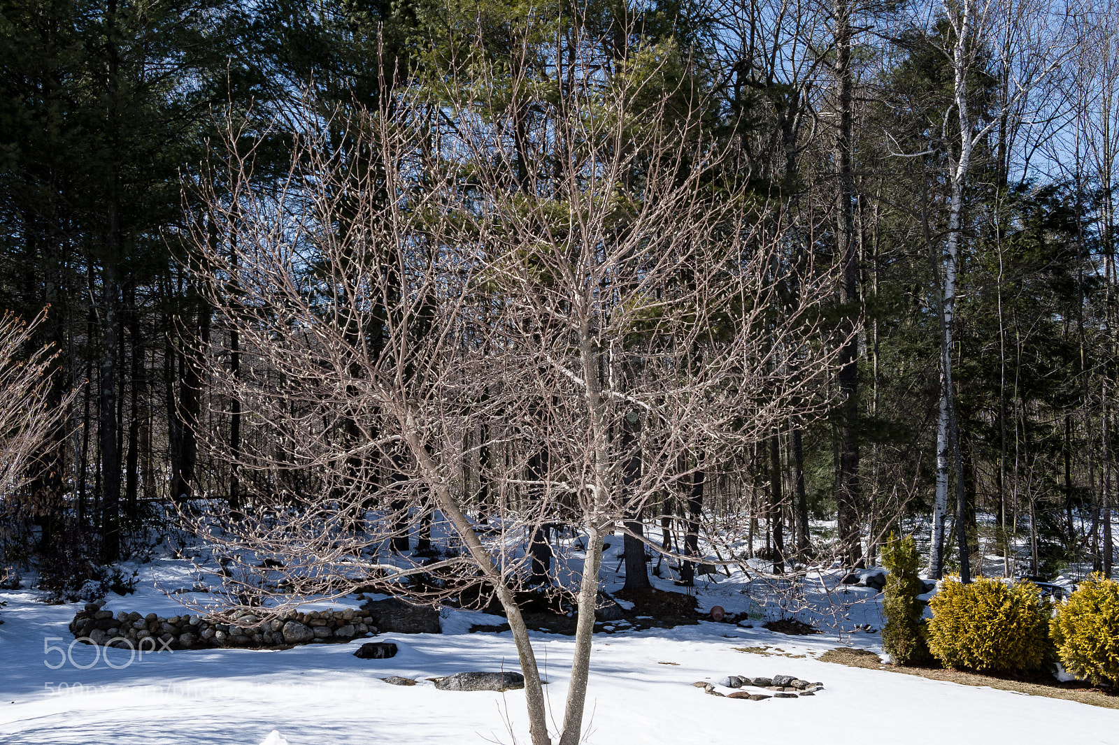 Nikon D500 sample photo. Bright spirit tree photography