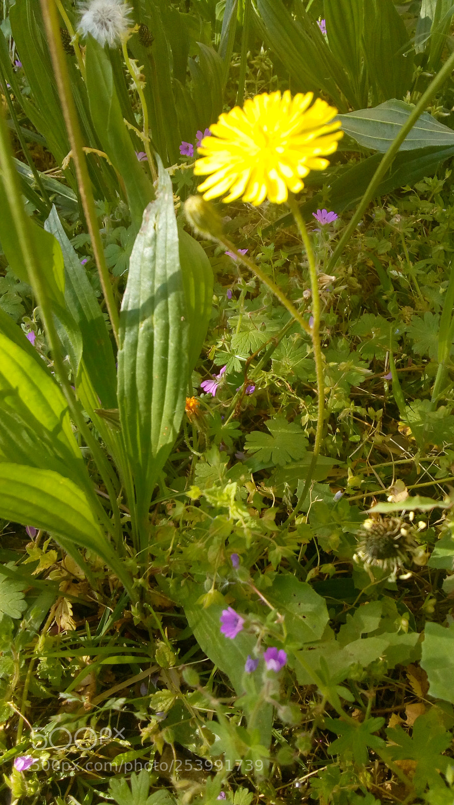 Motorola Moto E4 sample photo. Untitled photography
