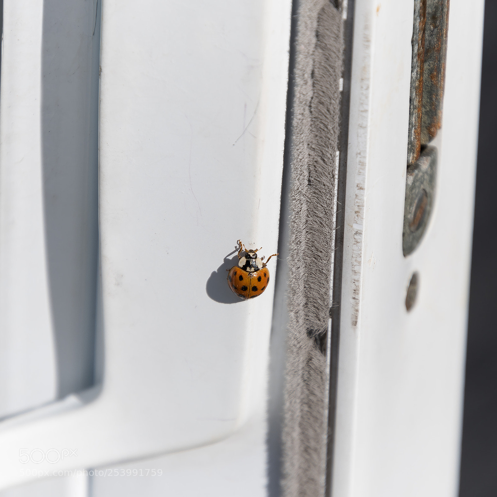 Nikon D500 sample photo. The first bug i photography