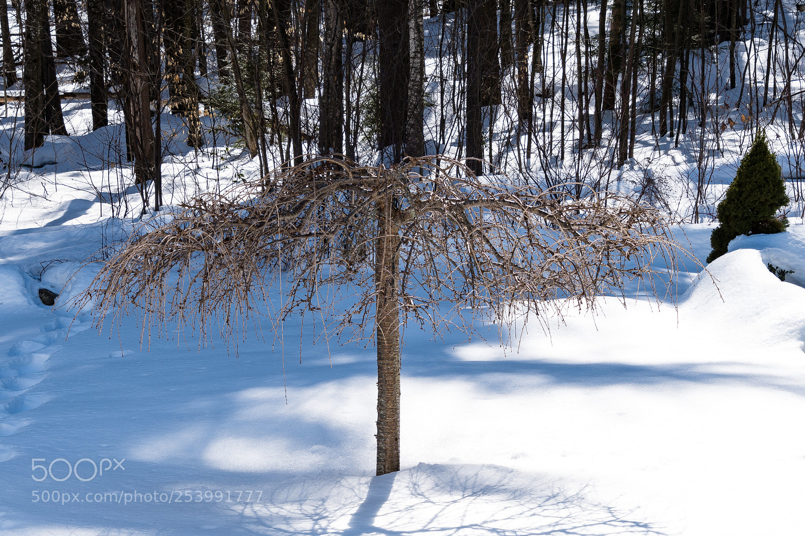 Nikon D500 sample photo. Interesting tree photography