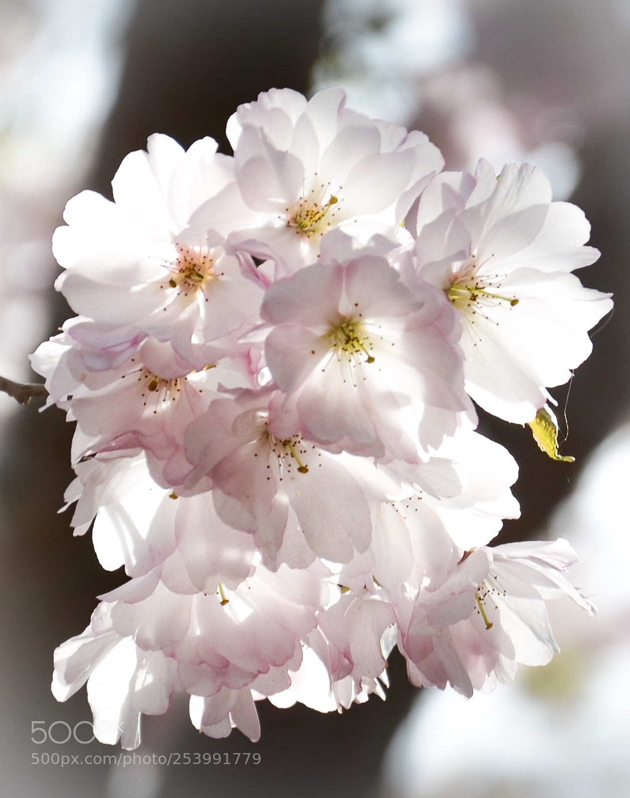 Nikon D7000 sample photo. White cherry photography