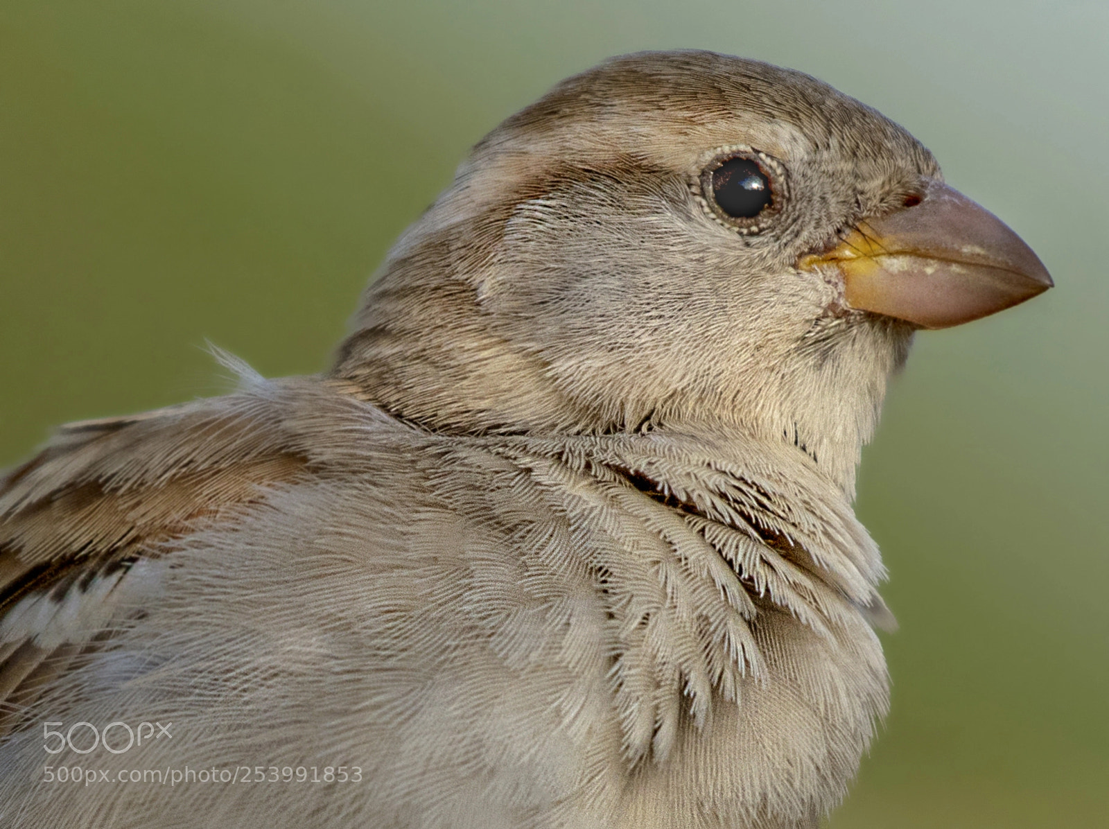 Nikon D850 sample photo. House sparrow photography