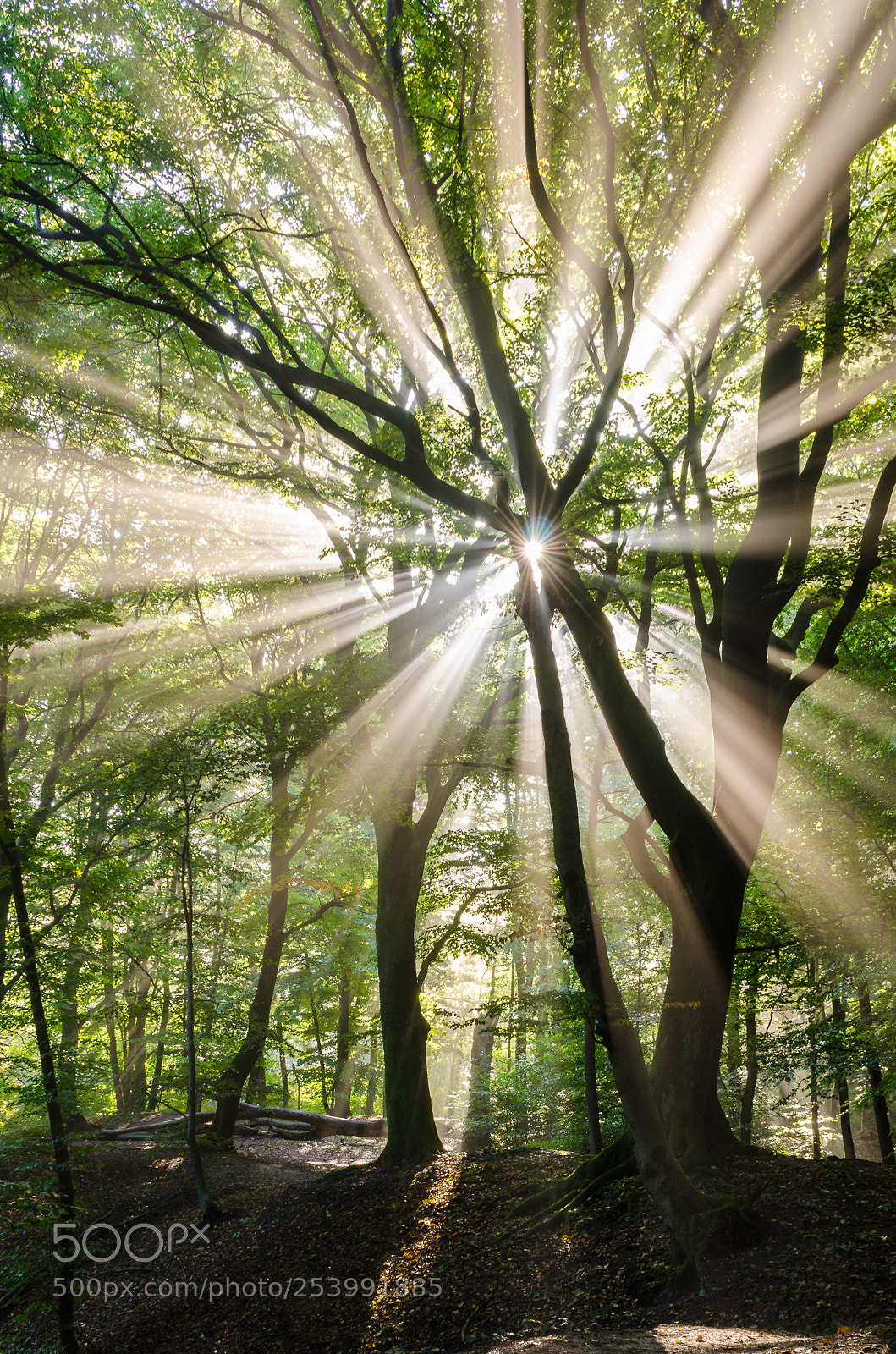 Nikon D7000 sample photo. Sunrays and the tree photography