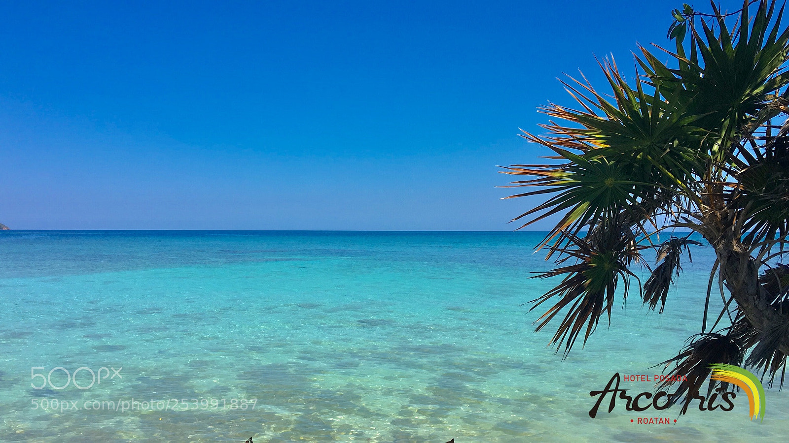 Apple iPhone 6s sample photo. Roatan diving photography