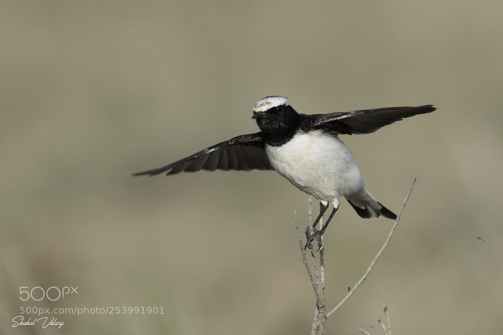 Nikon D500 sample photo. Pied whetear photography
