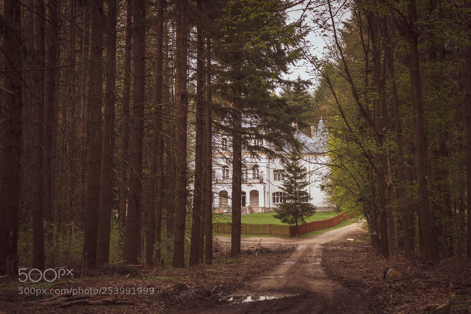 Canon EOS 750D (EOS Rebel T6i / EOS Kiss X8i) sample photo. Forest path photography