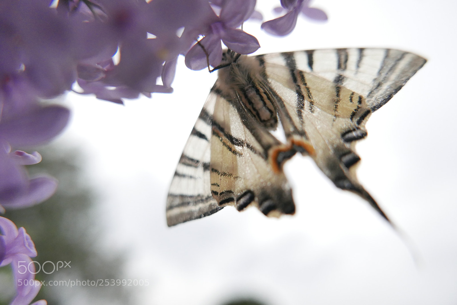 Panasonic Lumix DMC-LX100 sample photo. Butterfly photography