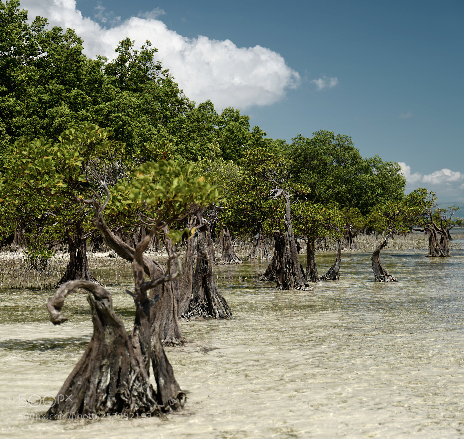 Leica SL (Typ 601) sample photo. Mangrove photography