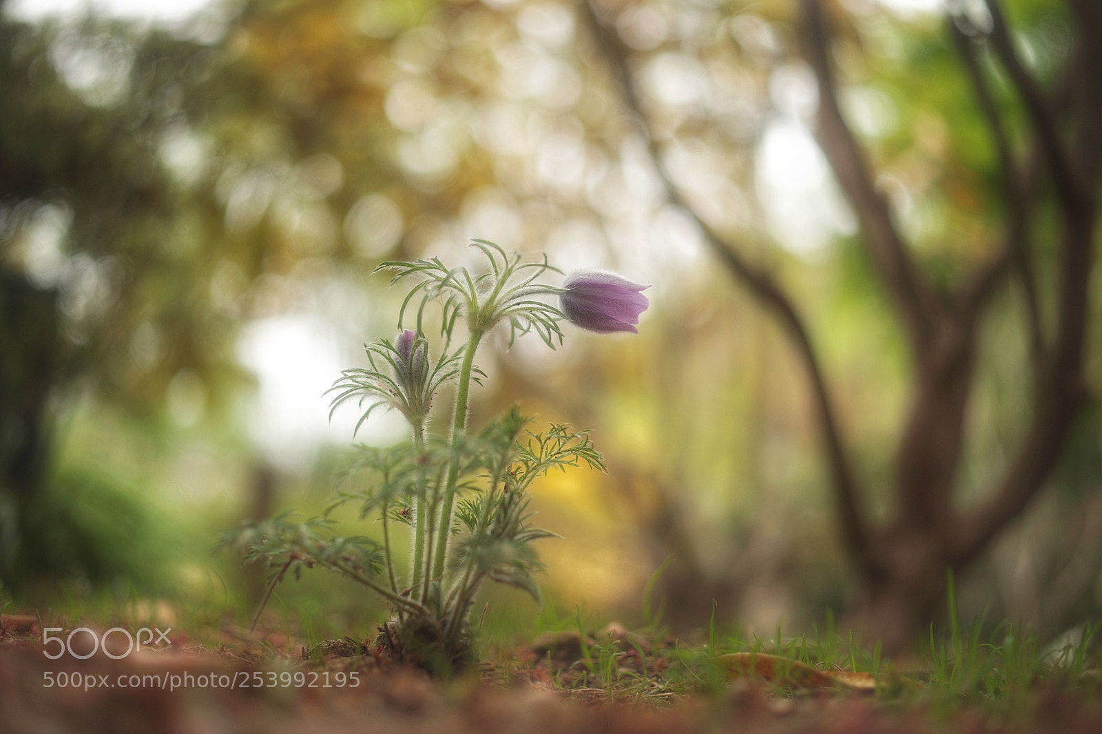 Canon EOS 6D Mark II sample photo. 静かに… photography