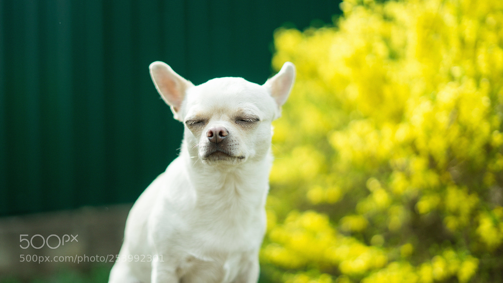 Sony a7 sample photo. Spring is in the photography