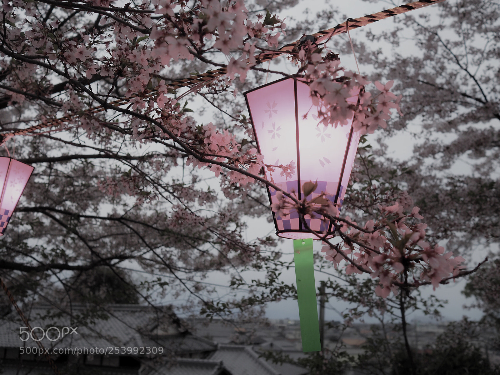 Olympus OM-D E-M5 II sample photo. Gentle photography