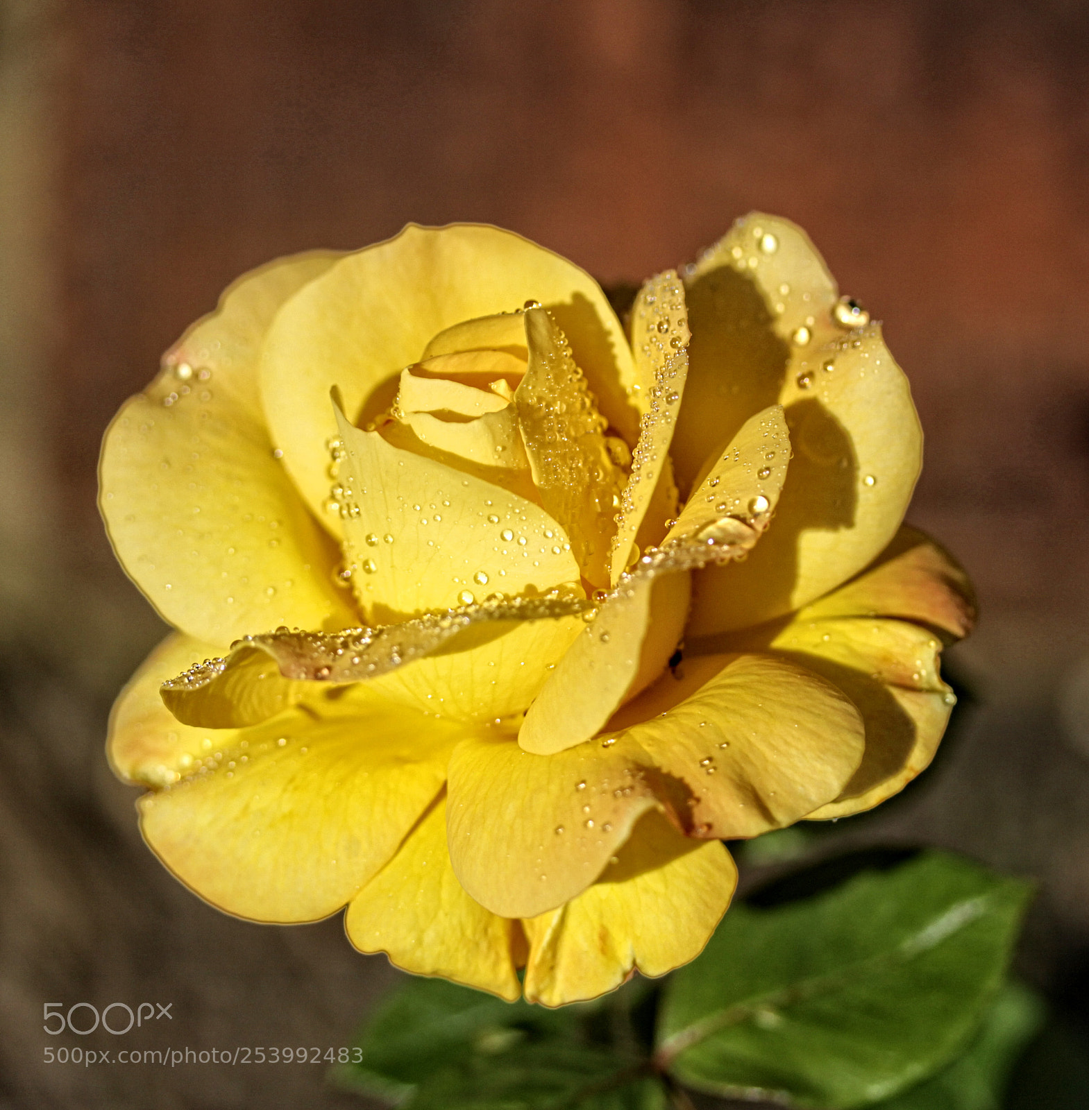 Canon EOS 50D sample photo. Ba rose 50 photography