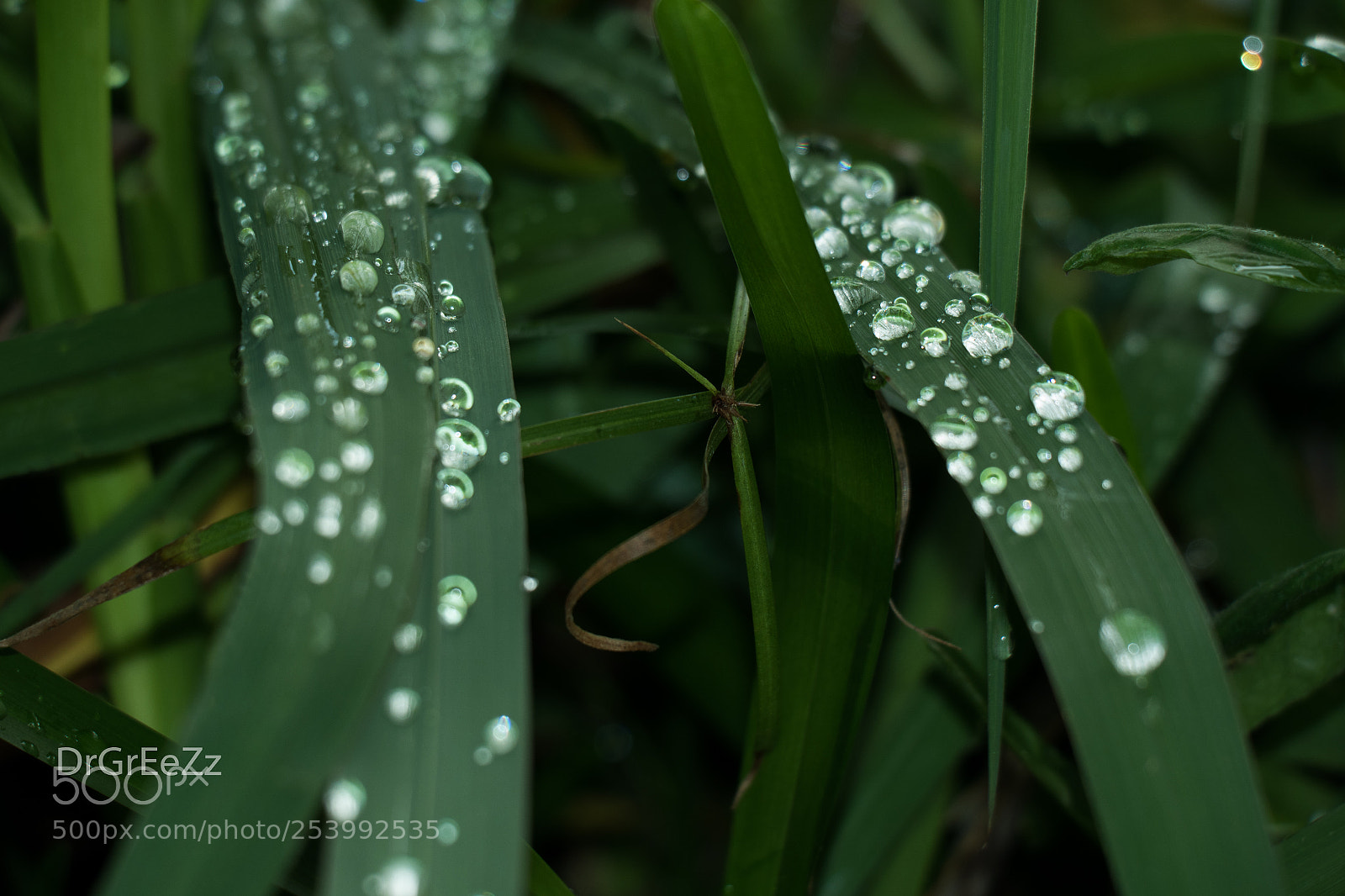 Samsung NX3000 sample photo. Leaf photography
