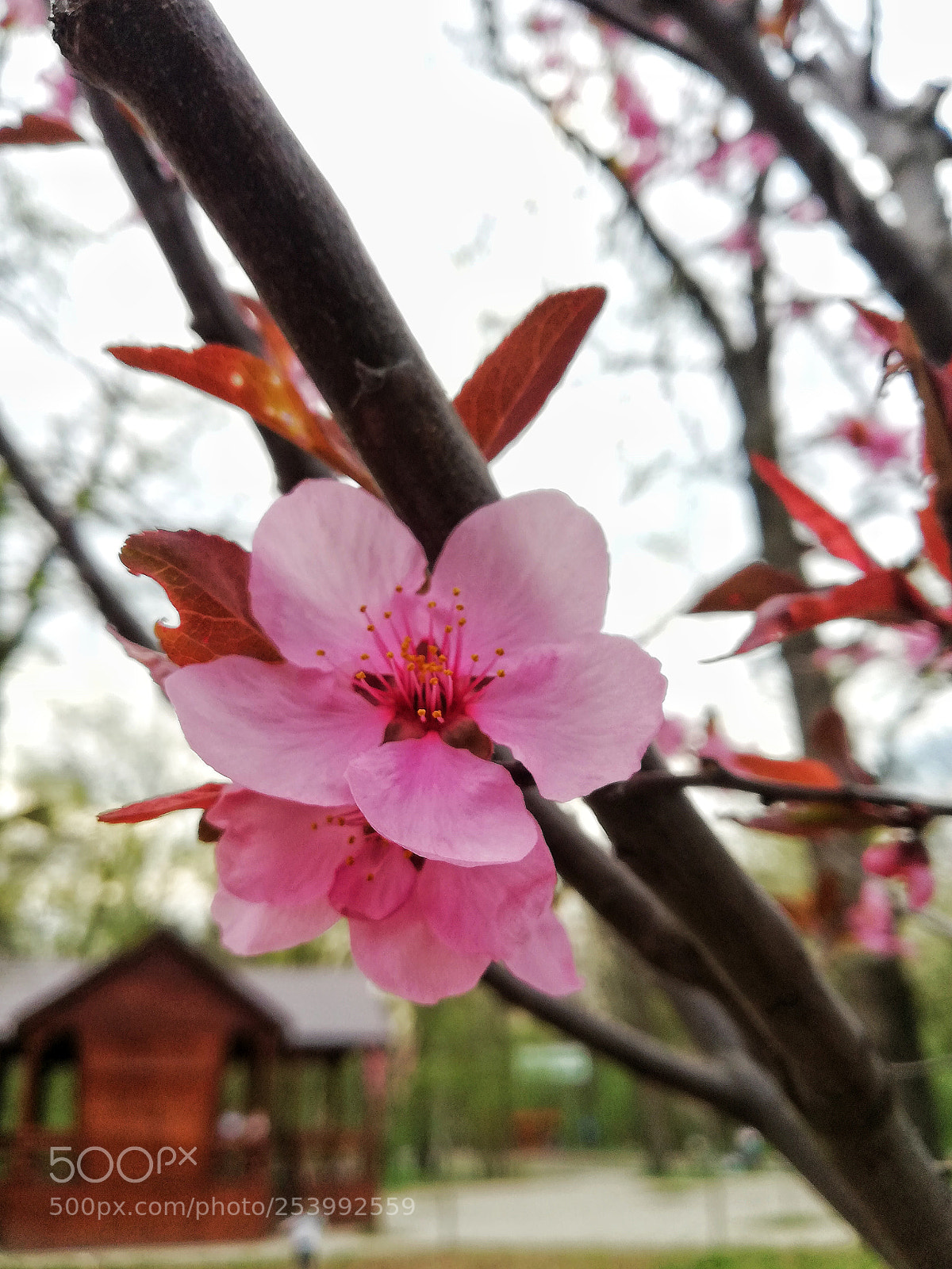 HUAWEI Mate 10 Lite sample photo. Untitled photography