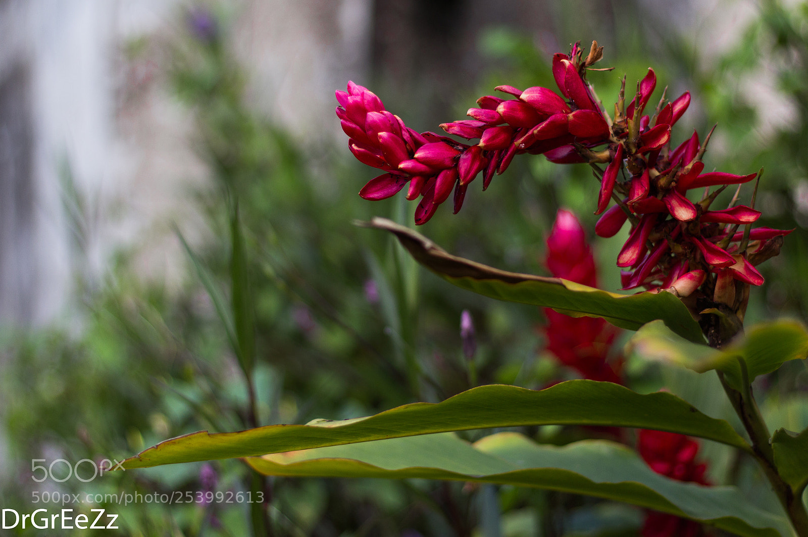 Canon EOS 700D (EOS Rebel T5i / EOS Kiss X7i) sample photo. Flammenwerfer photography