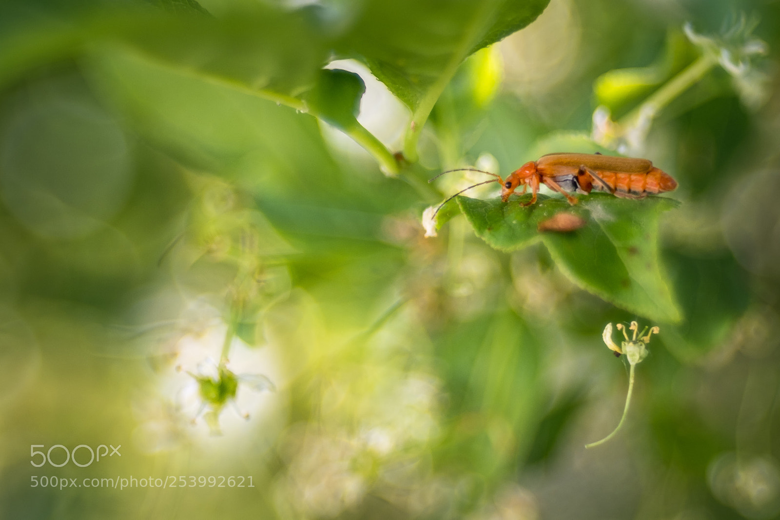 Fujifilm X-T2 sample photo. Soldier beetle photography