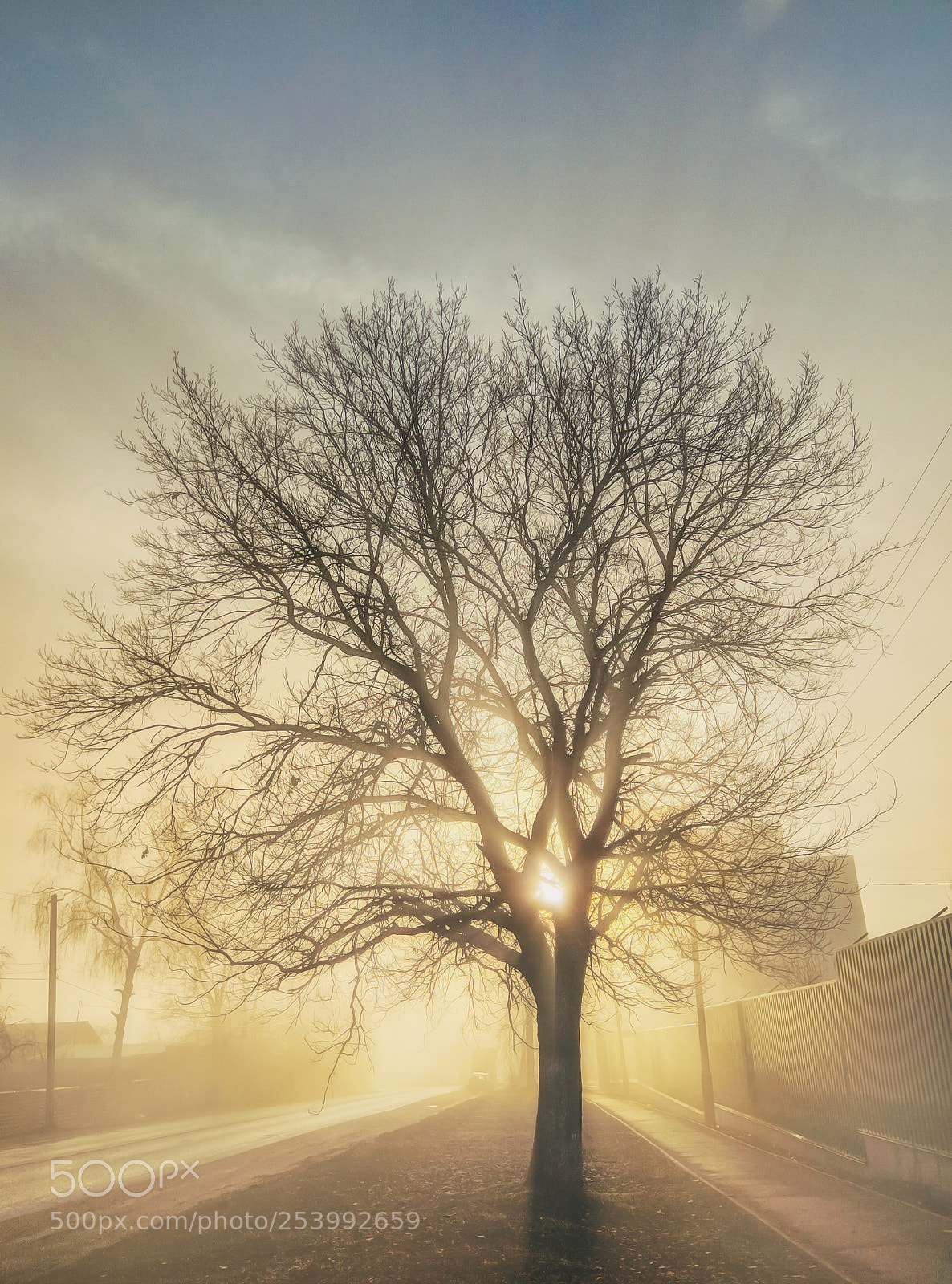 Xiaomi Redmi Note 4 sample photo. Morning tree photography