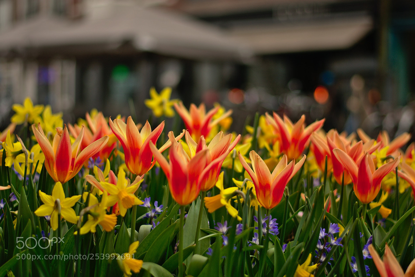 Nikon D3400 sample photo. Tulips the hague city photography