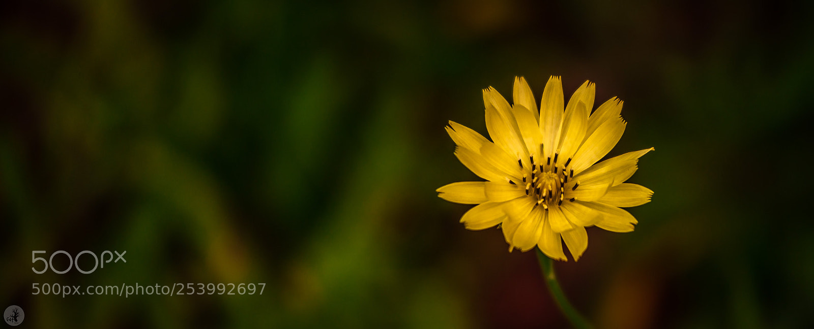 Samsung NX1 sample photo. Asiatic false hawksbeard youngia photography