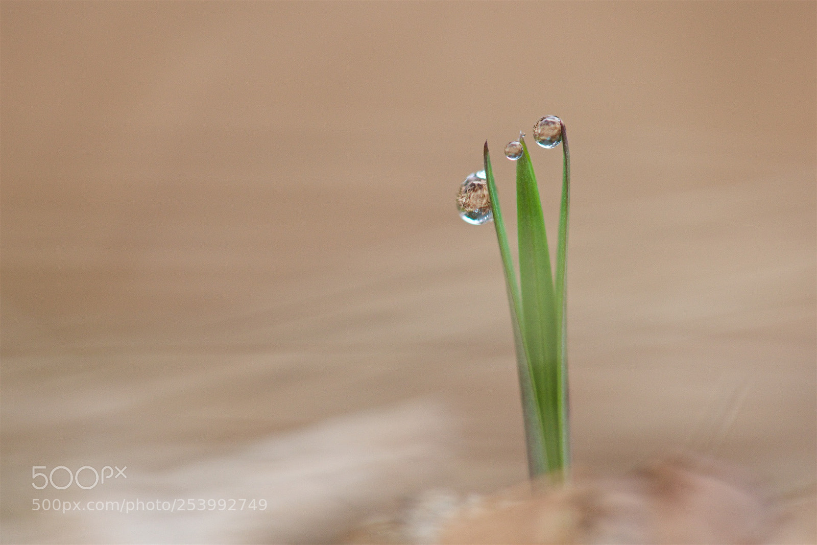 Nikon D810 sample photo. Fragile dewdrops. photography