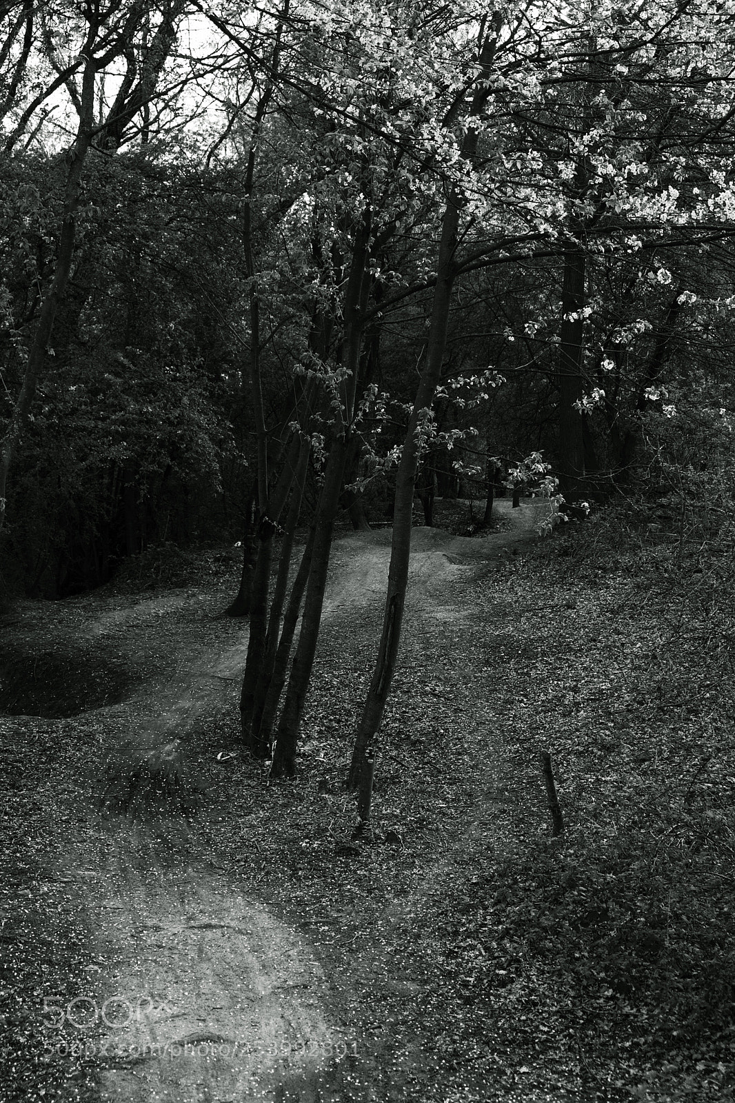 Fujifilm X-T2 sample photo. Walking path 8 photography