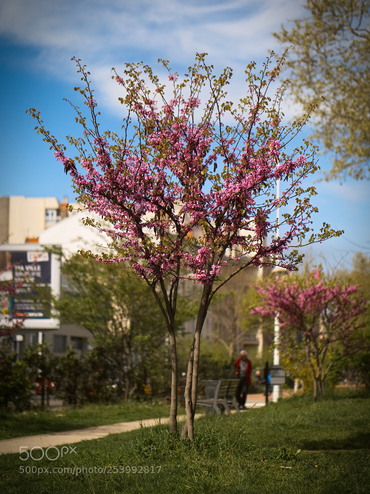 Panasonic Lumix DC-GH5 sample photo. Le printemps dans les photography