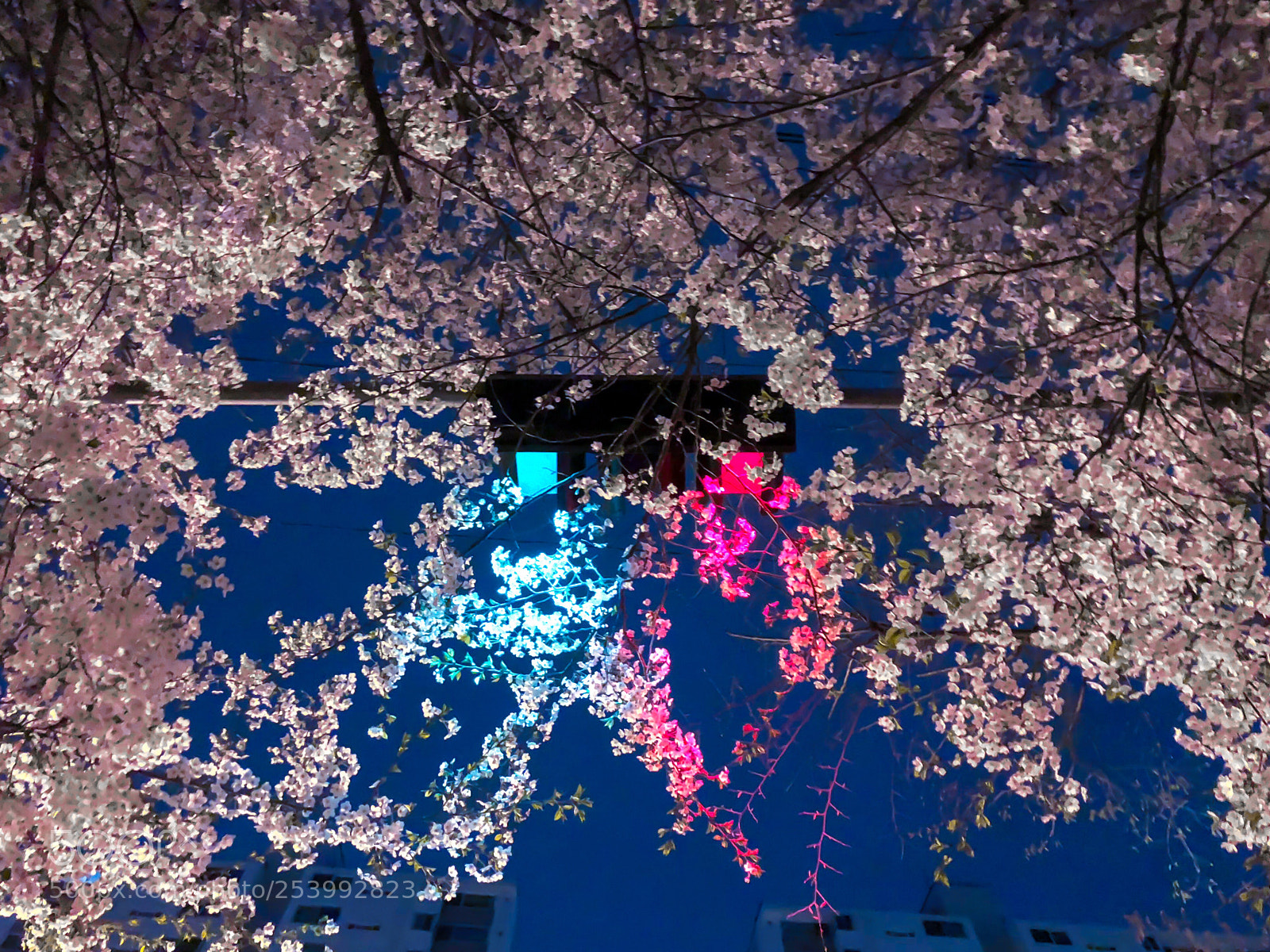 Apple iPhone 8 Plus sample photo. Cherry blossom and traffic photography