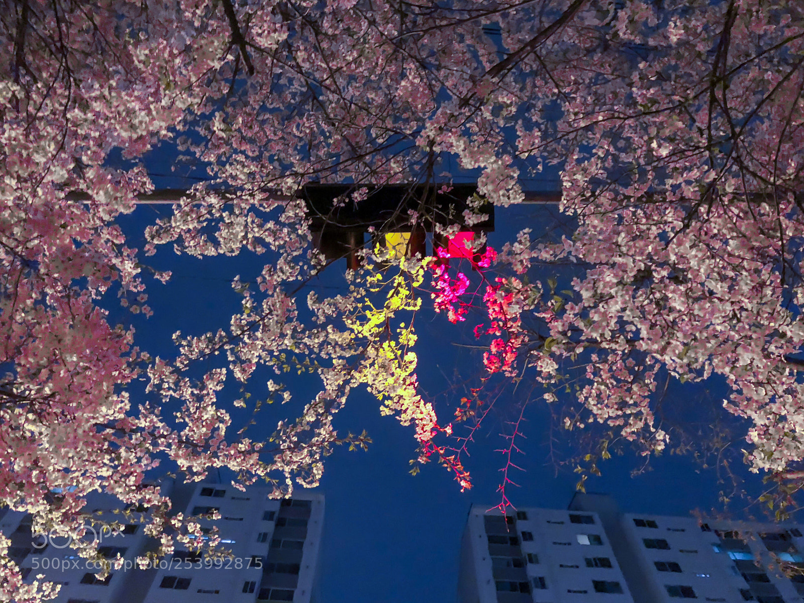 Apple iPhone 8 Plus sample photo. Cherry blossom and traffic photography