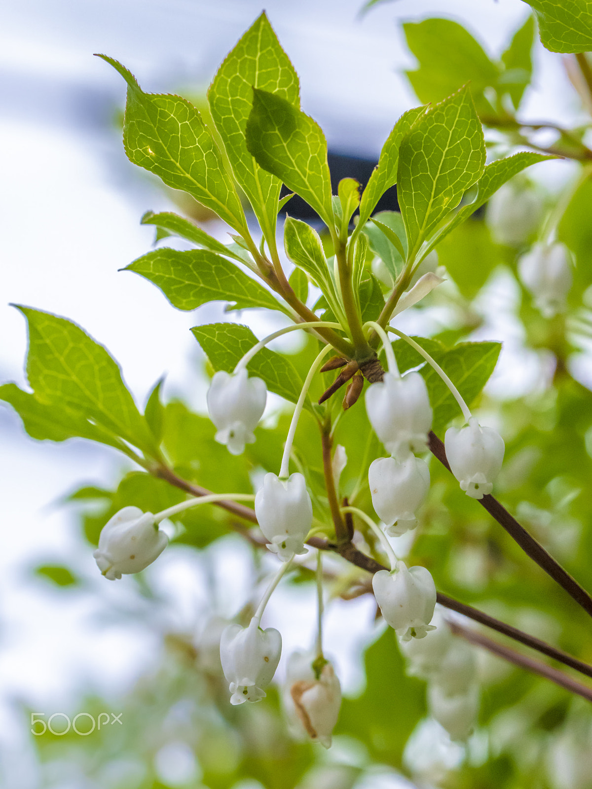 Pentax 645Z sample photo. Spring flowers 2 photography