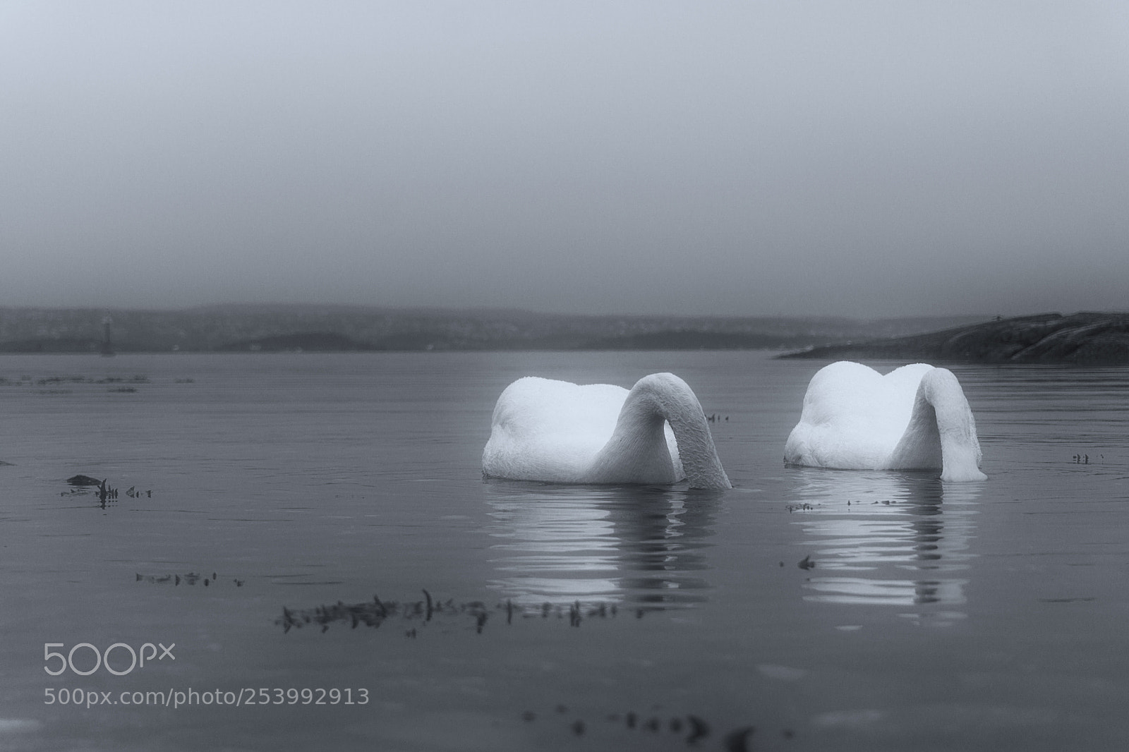 Sony a6000 sample photo. Swans photography