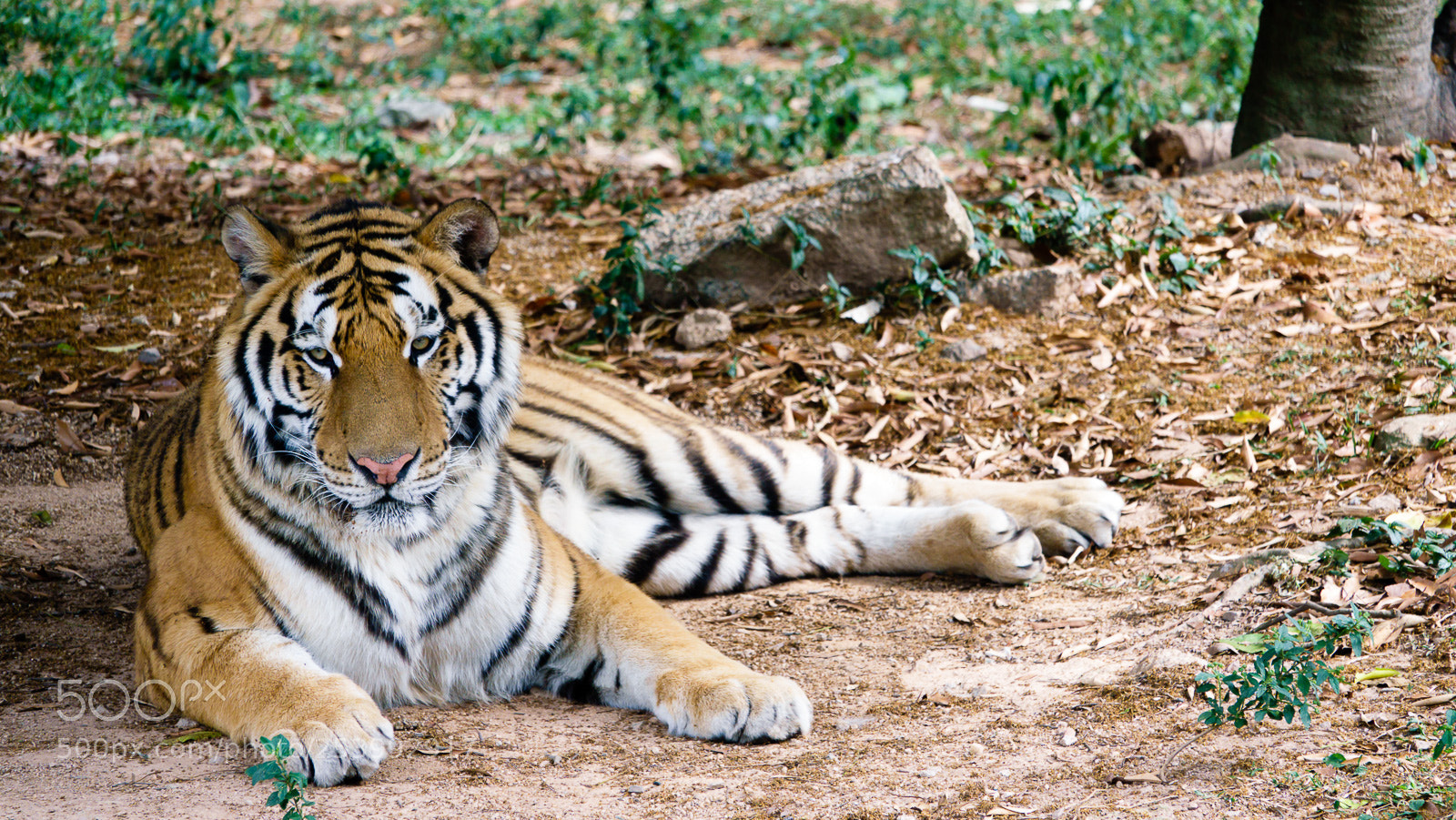 Sony Cyber-shot DSC-RX10 III sample photo. Tiger photography