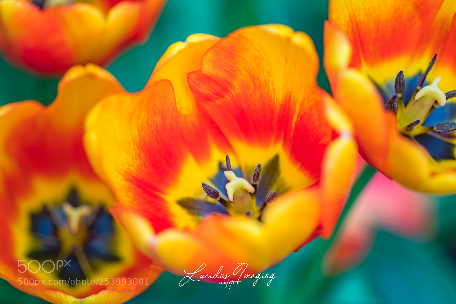 Canon EOS 5D Mark IV sample photo. Inner world of tulips photography