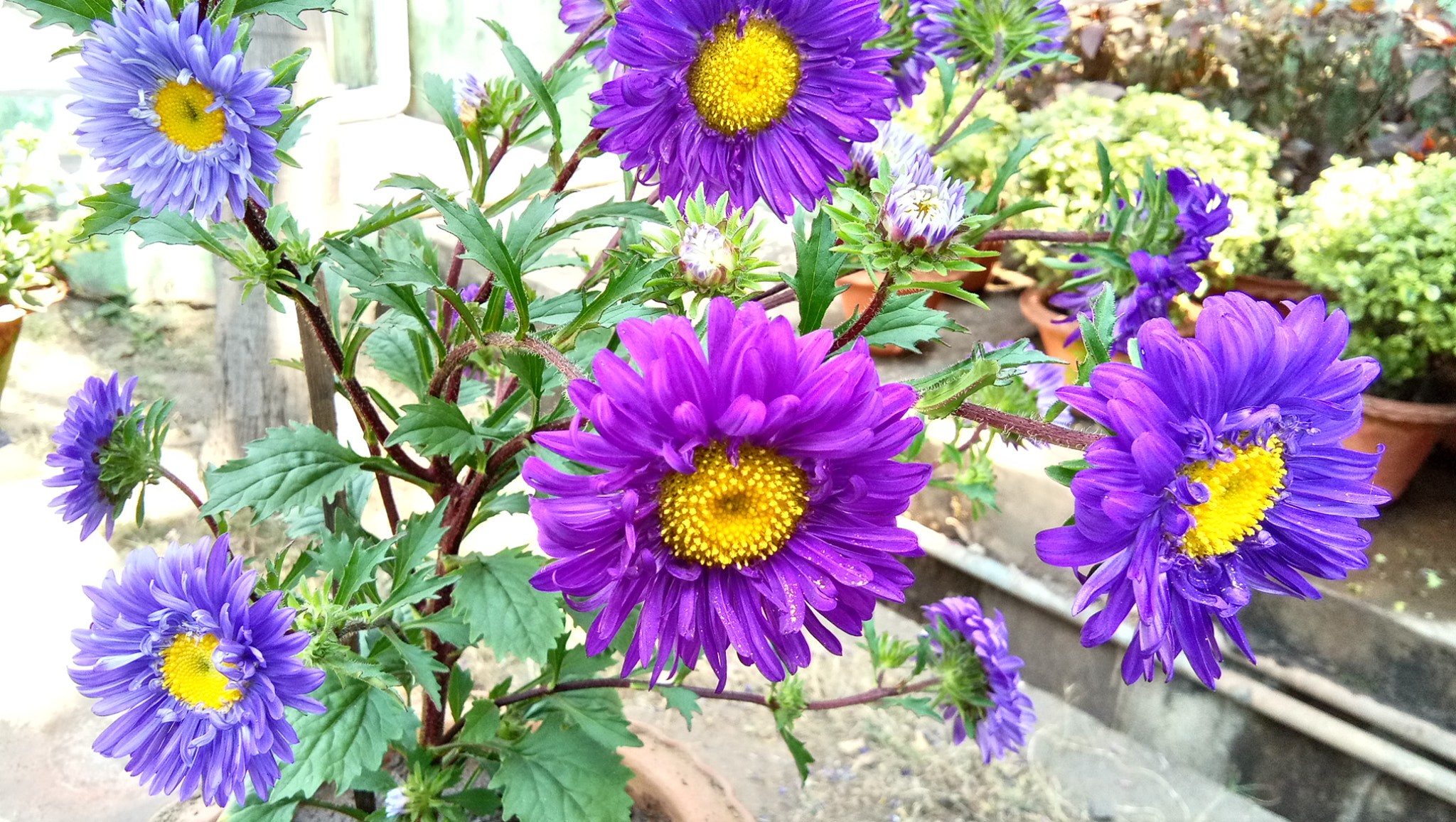 vivo 1714 sample photo. ������������������������������� photography