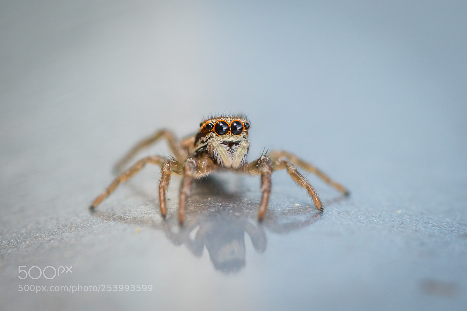 Nikon D800 sample photo. Jumping spider photography
