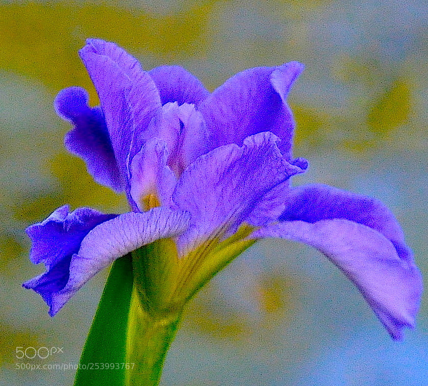 Nikon D5100 sample photo. Iris photography