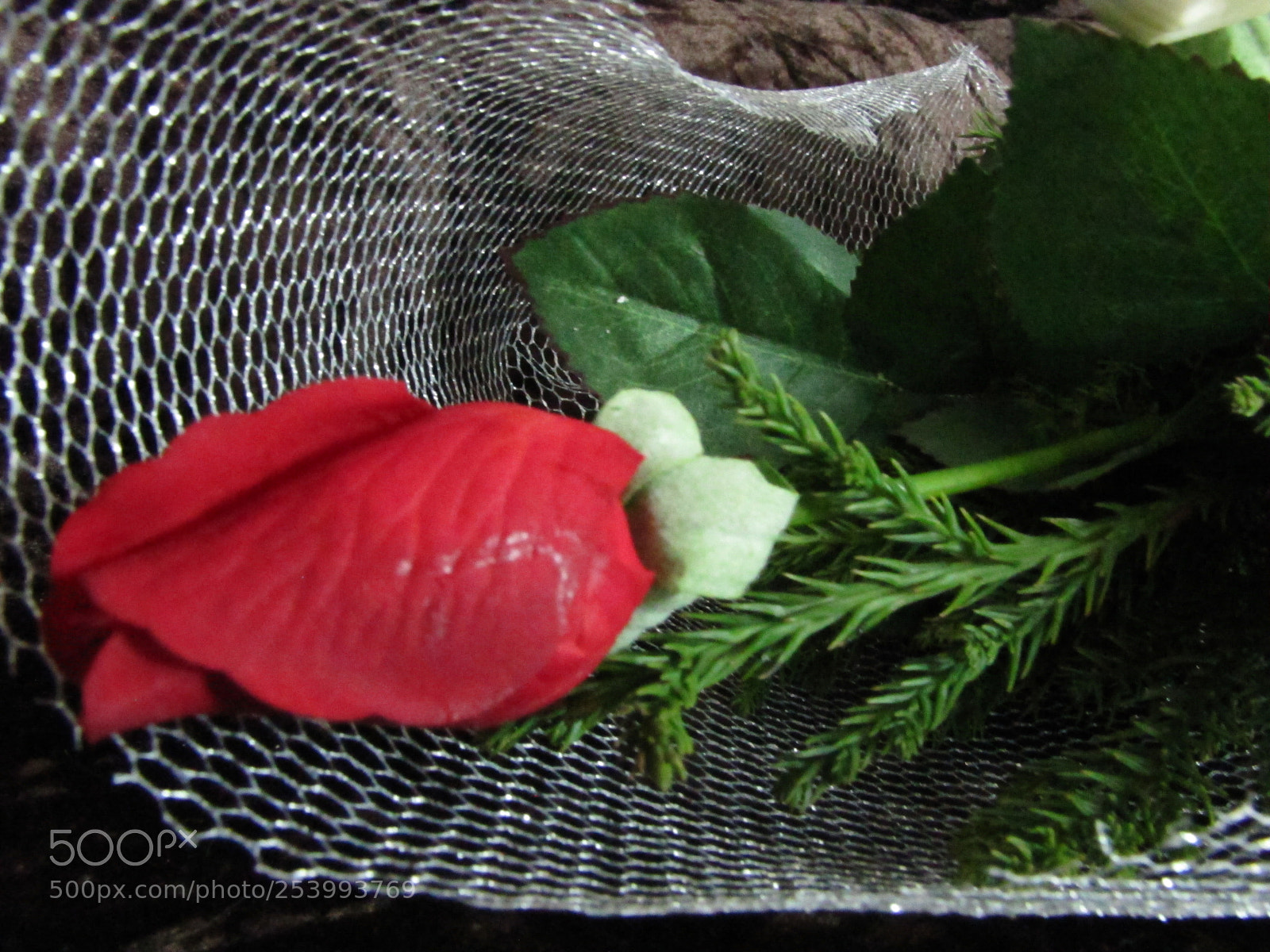 Canon PowerShot SX20 IS sample photo. Red rose photography