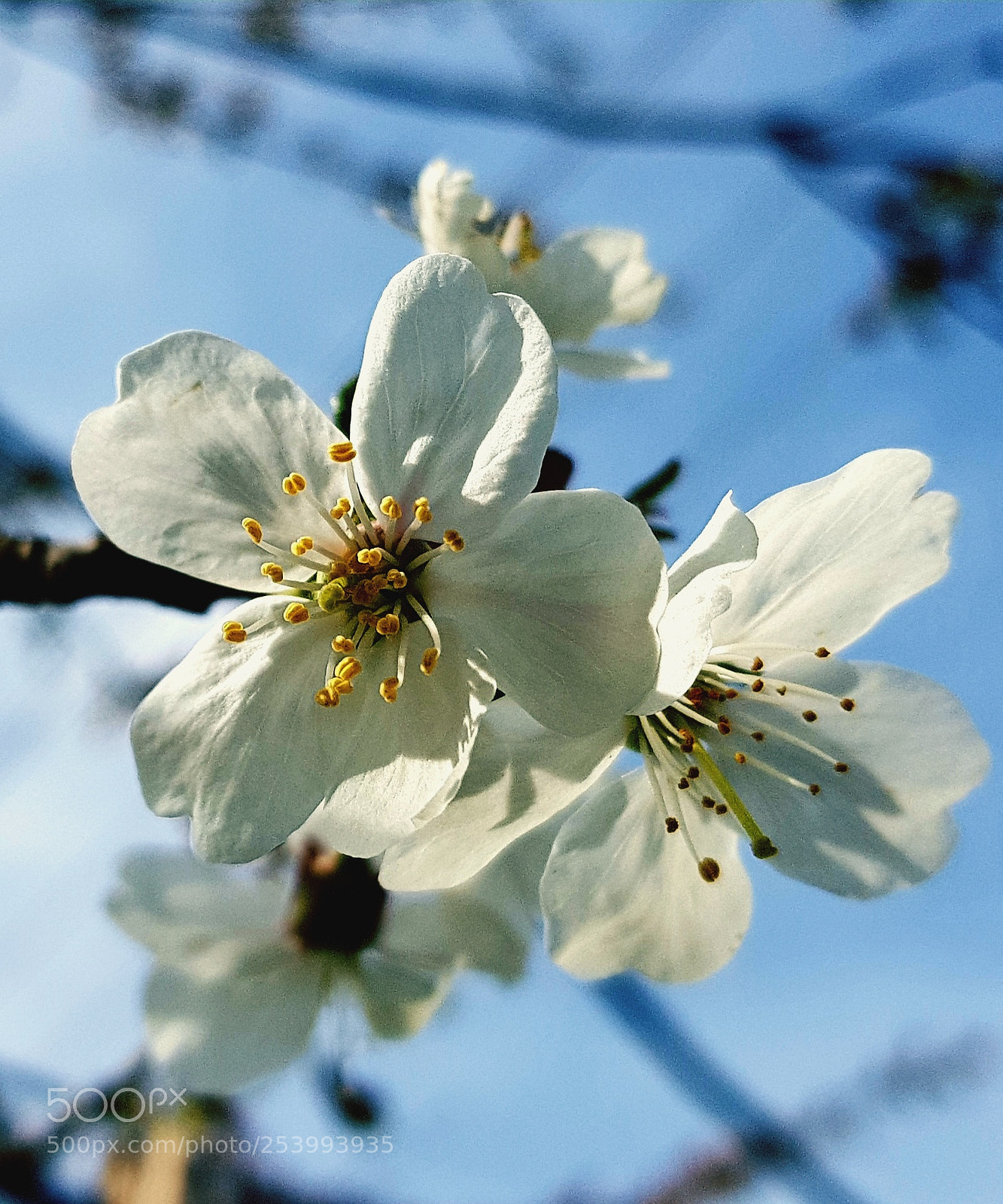 Samsung Galaxy S8+ sample photo. Untitled photography