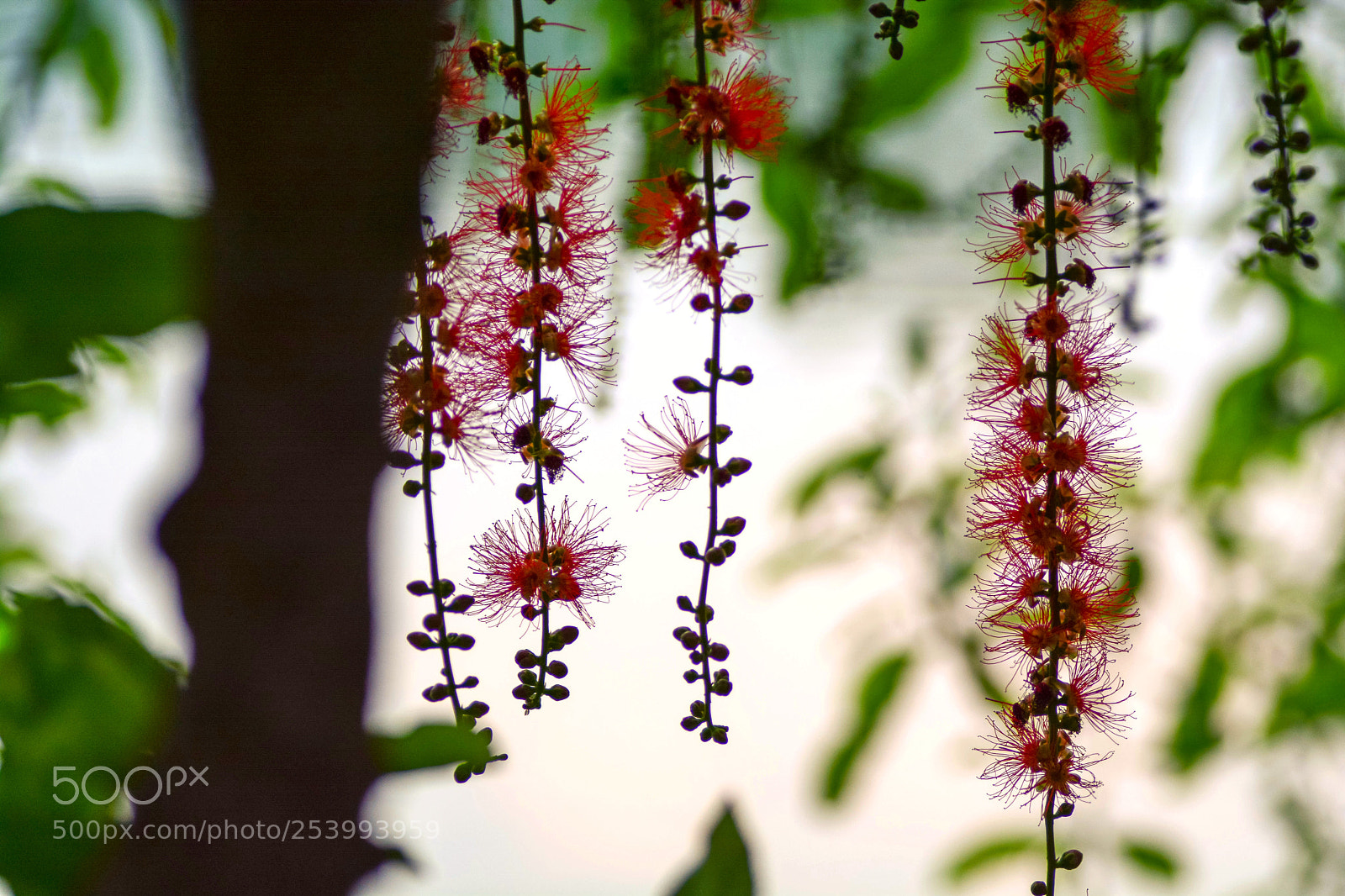 Nikon D7100 sample photo. Cdbln photography