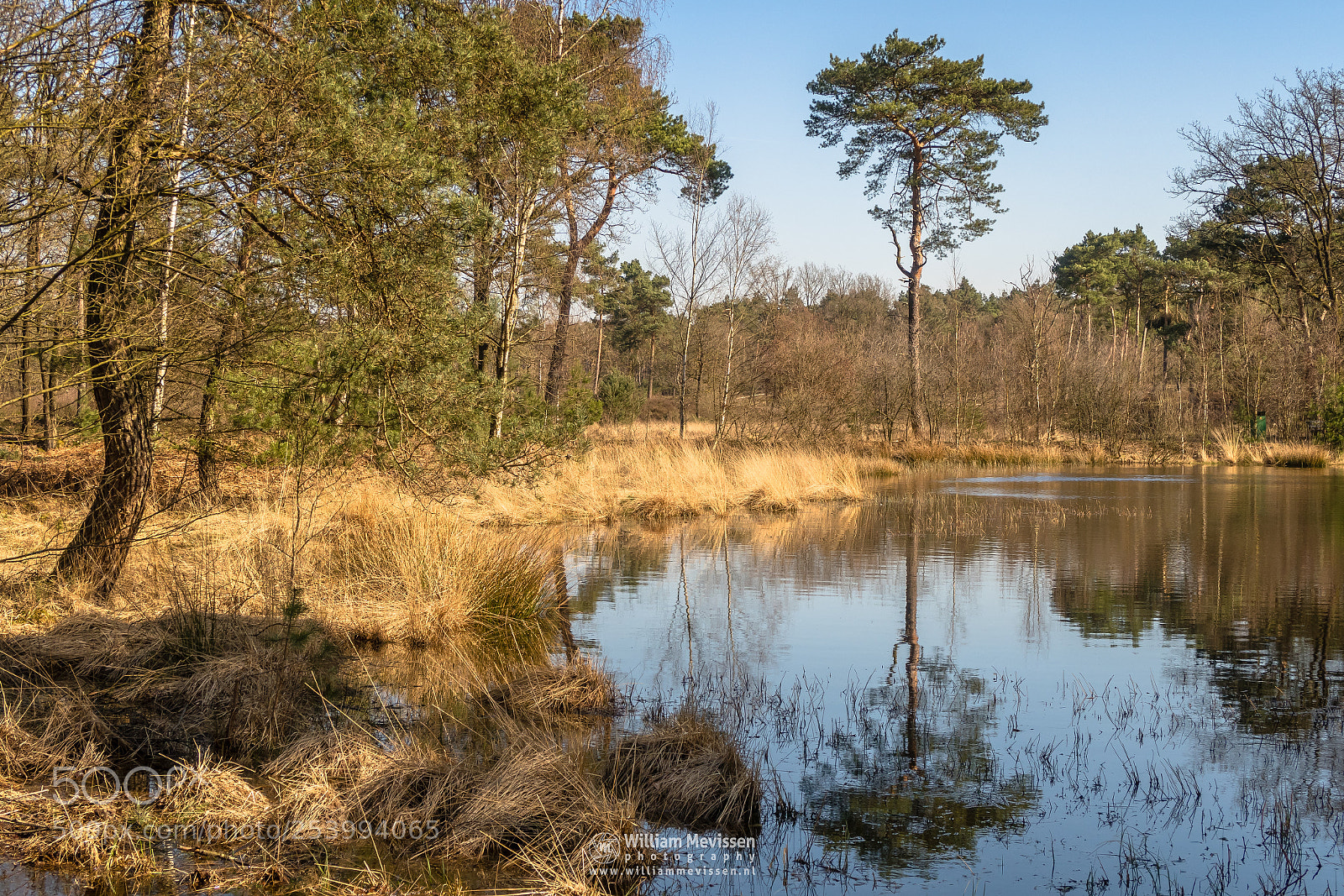 Canon PowerShot G7 X Mark II sample photo. Tree reflection photography