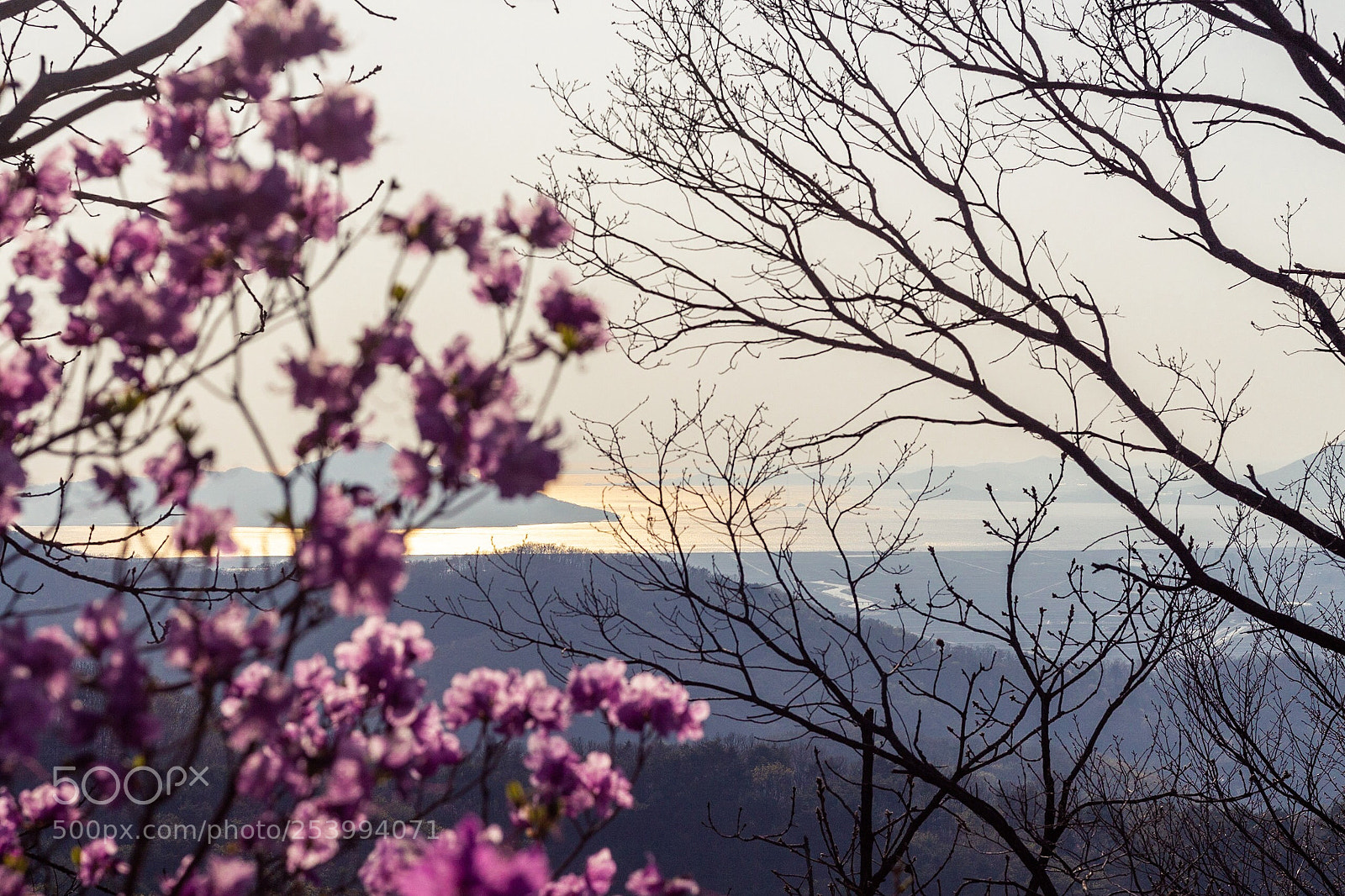 Canon EOS 700D (EOS Rebel T5i / EOS Kiss X7i) sample photo. Azalea korea rosebay photography