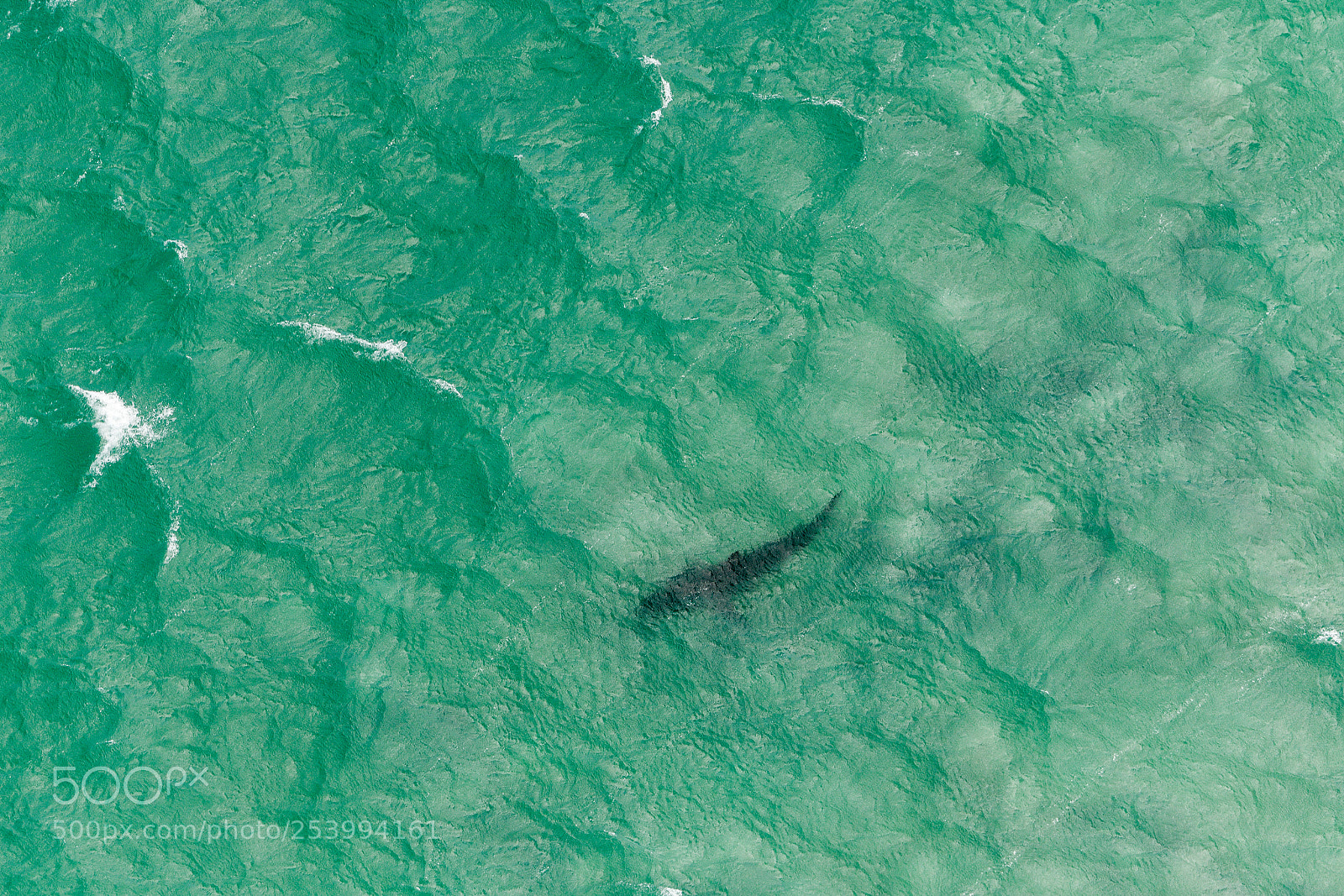 Nikon D850 sample photo. Great white shark photography