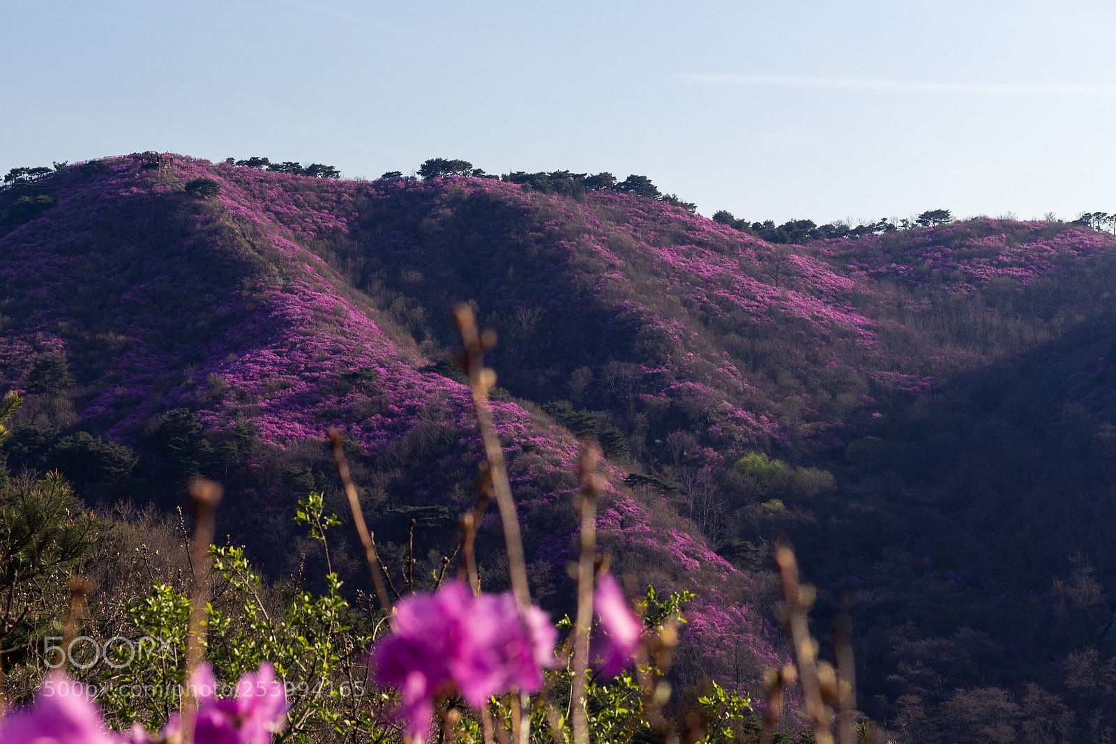 Canon EOS 700D (EOS Rebel T5i / EOS Kiss X7i) sample photo. Azalea korea rosebay photography