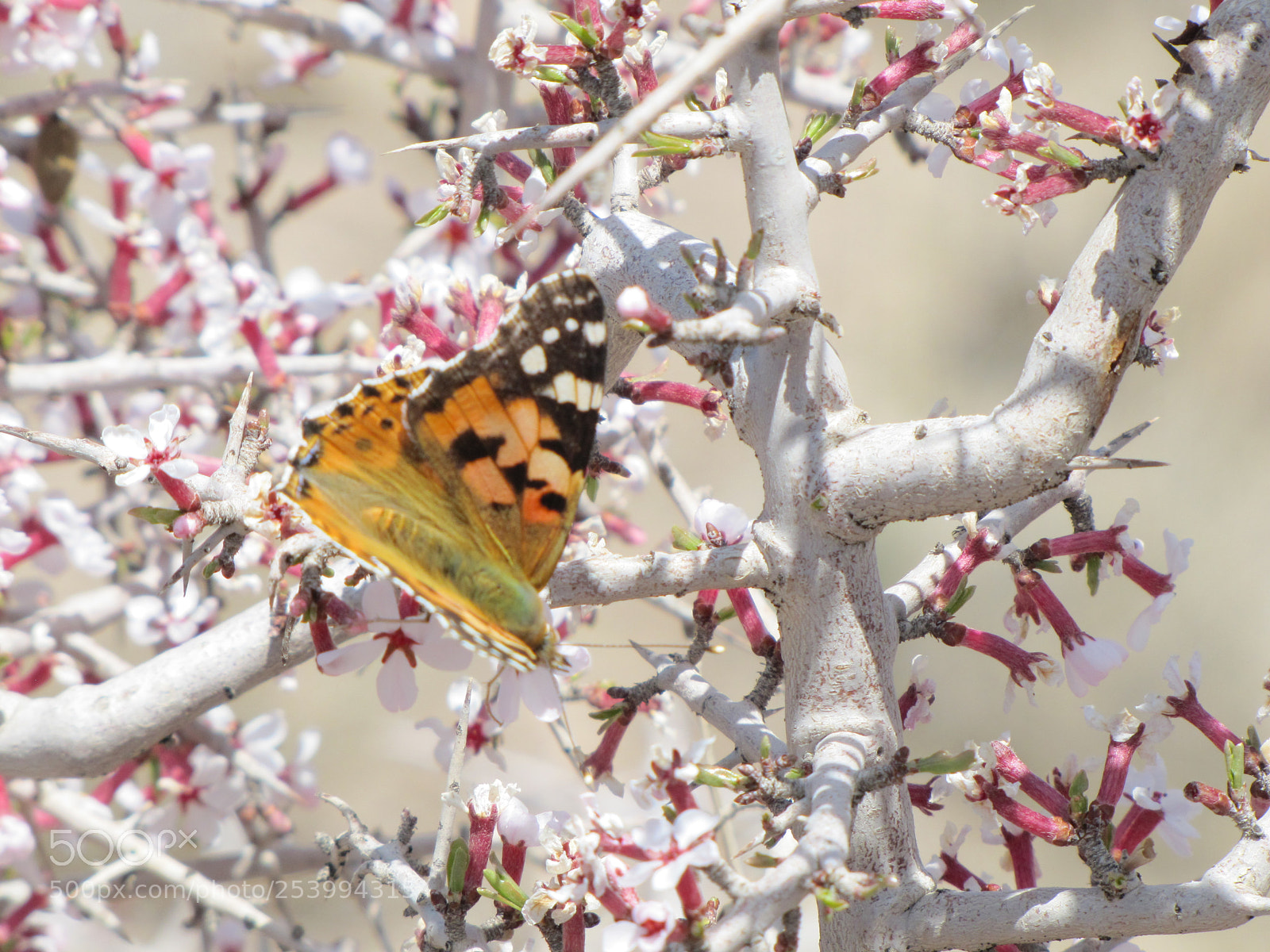 Canon PowerShot SX20 IS sample photo. Alone butterfly photography