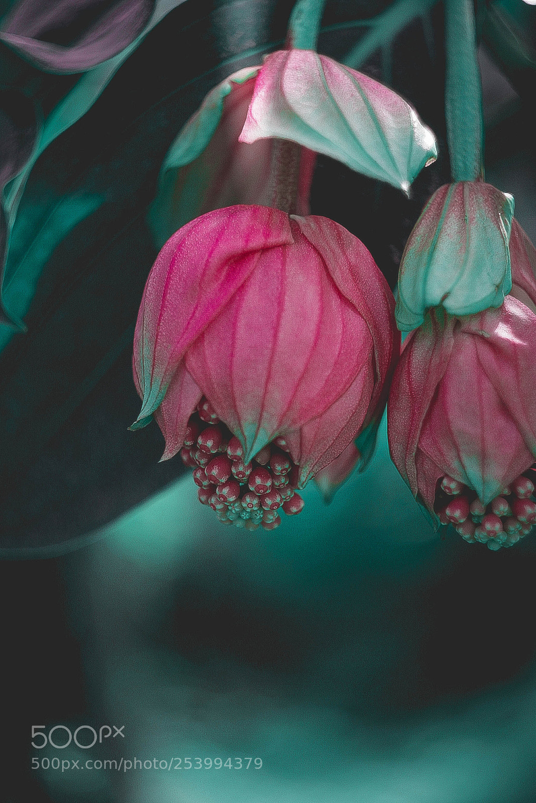 Canon EOS-1D Mark II N sample photo. Img photography