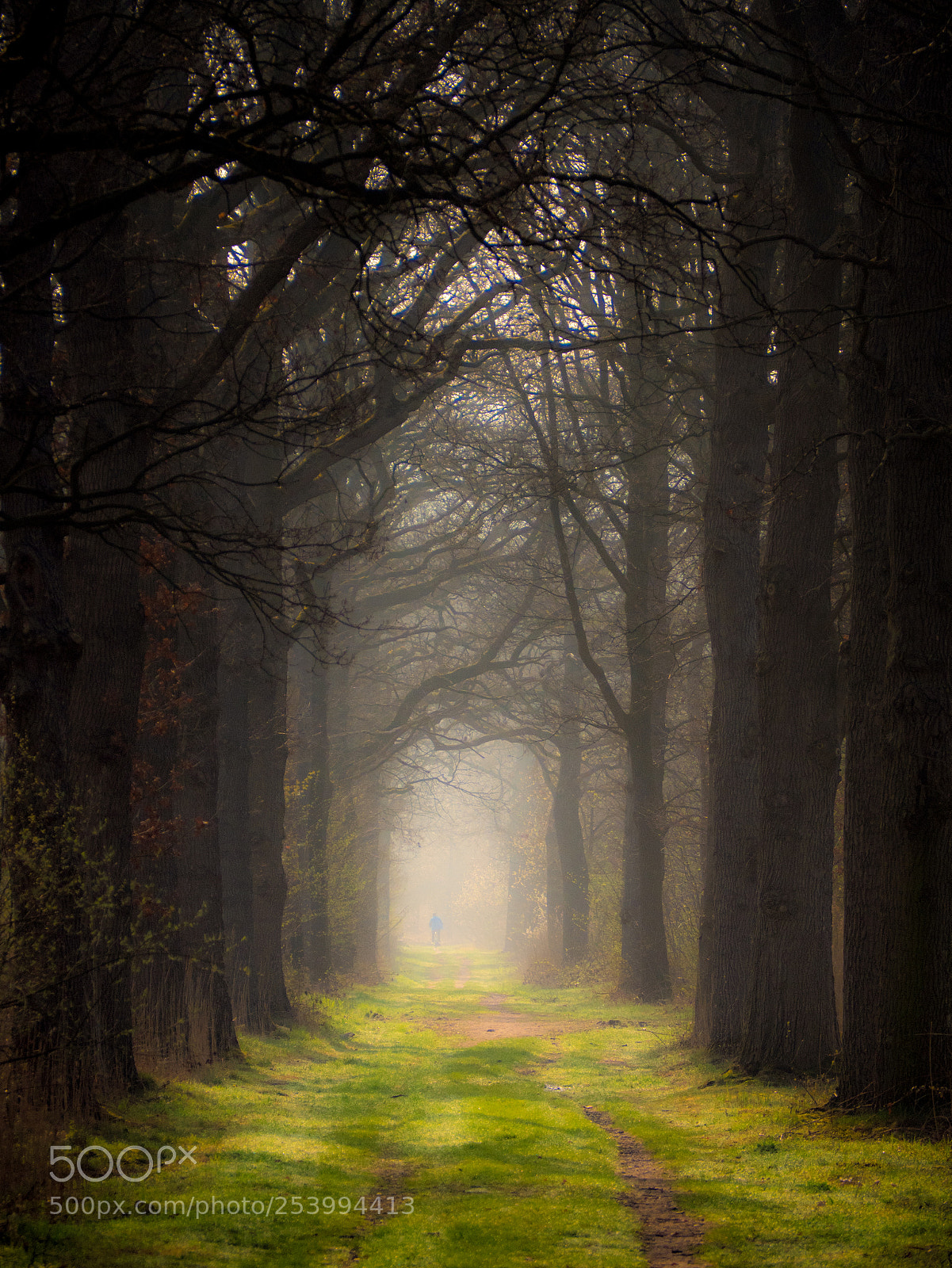 Olympus OM-D E-M1 Mark II sample photo. A forrest road photography